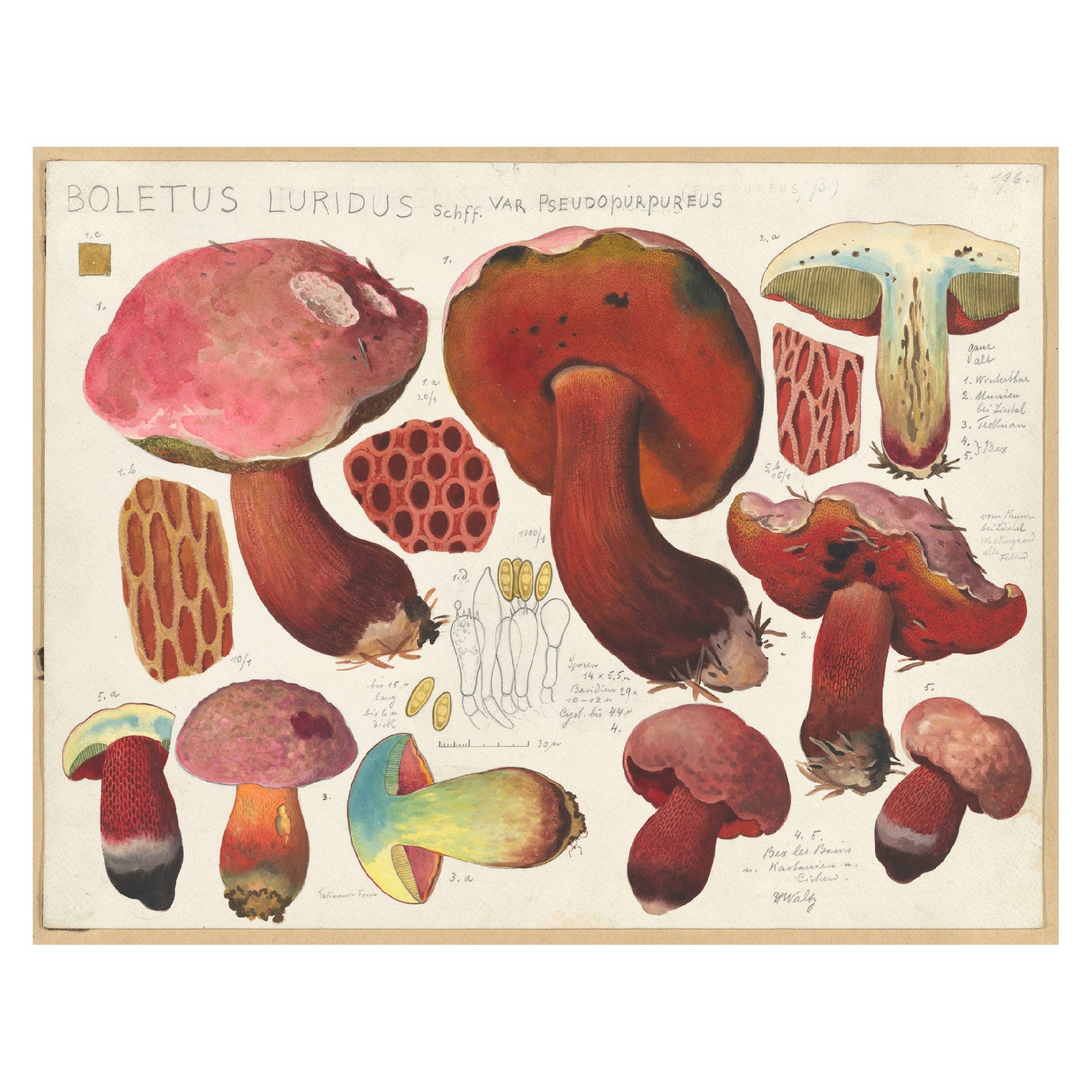 Decorative "Boletus Luridus (1915 - 1945)" by Hans Walty Poster | High - Quality Print | Repositionable Adhesive - Pasquín