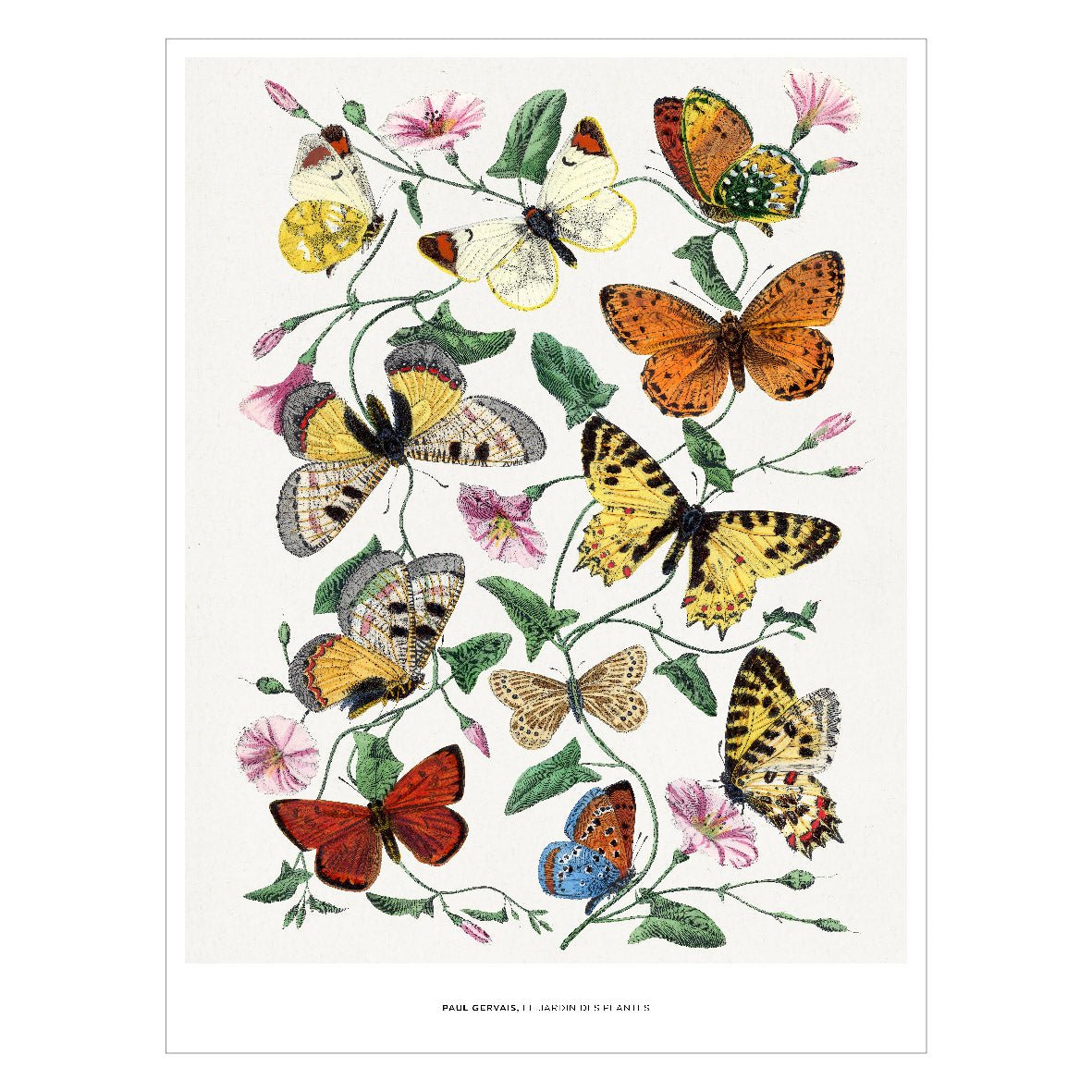 Decorative "Butterfly And Moth Painting" by Paul Gervais Poster | High - Quality Print | Repositionable Adhesive - Pasquín