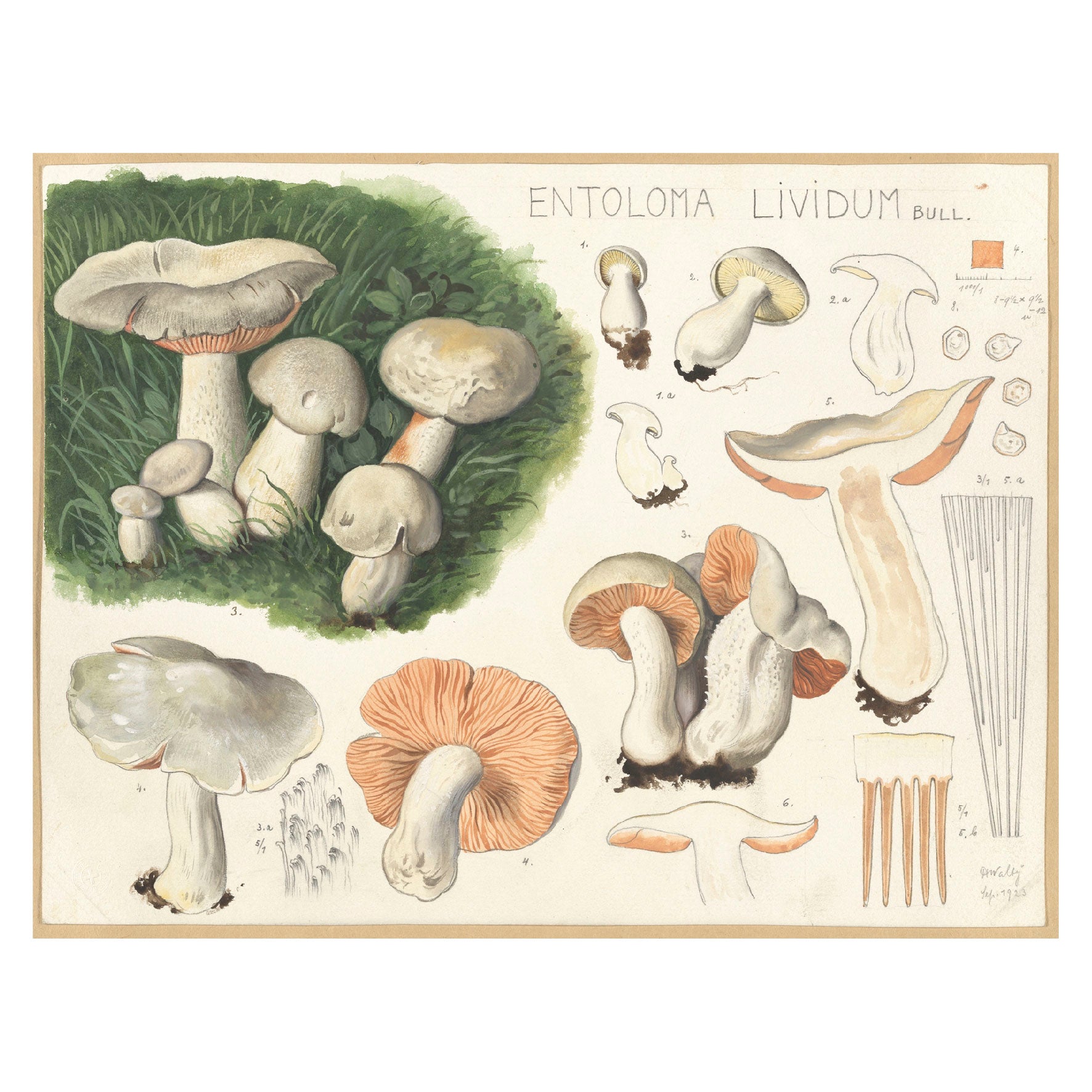 Decorative "Entoloma Lividum (1915 - 1945)" by Hans Walty Poster | High - Quality Print | Repositionable Adhesive - Pasquín