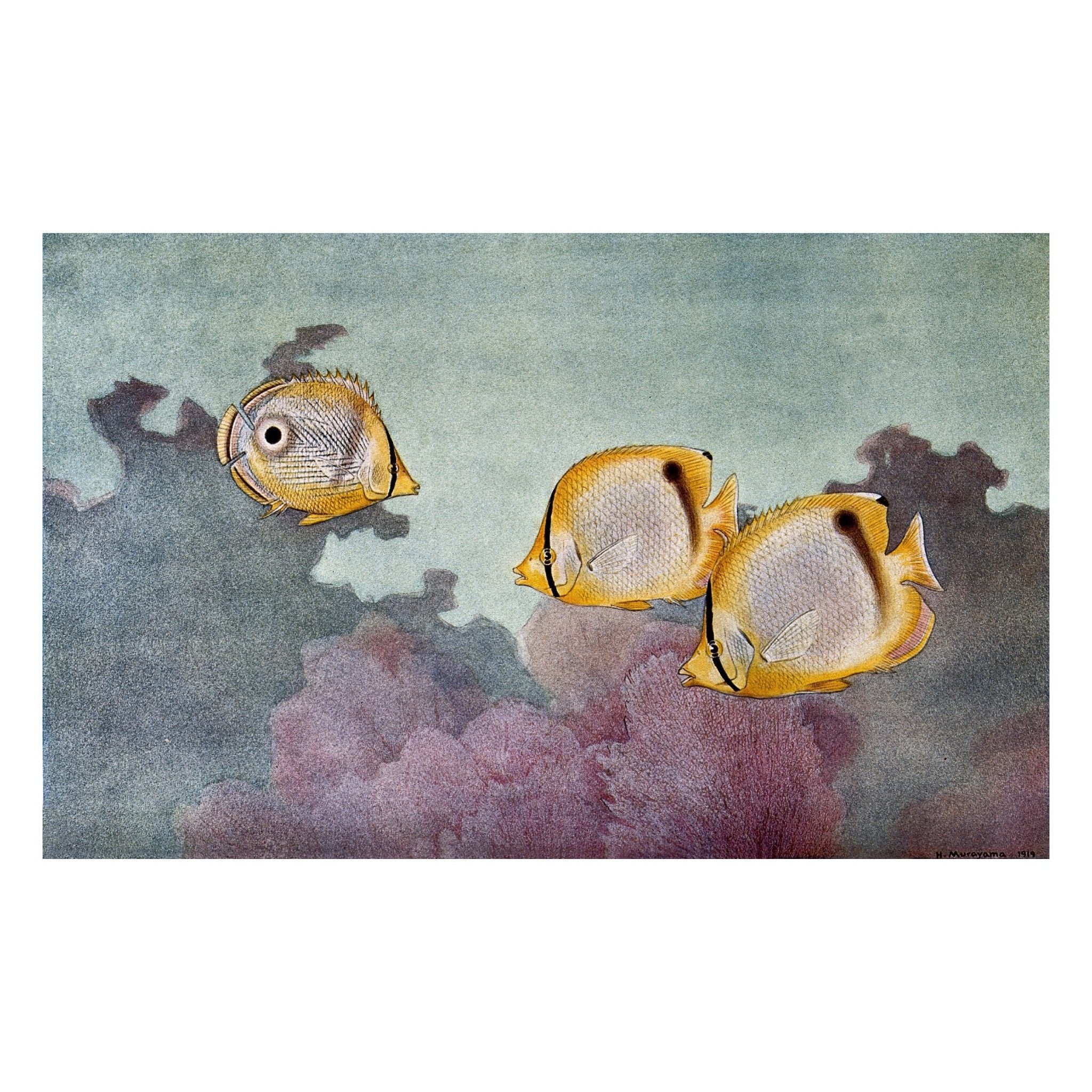 Decorative "Four - eyed fish and Butterly fish swimming above a coral reef" by Hashime Murayama Poster | High - Quality Print | Repositionable Adhesive - Pasquín