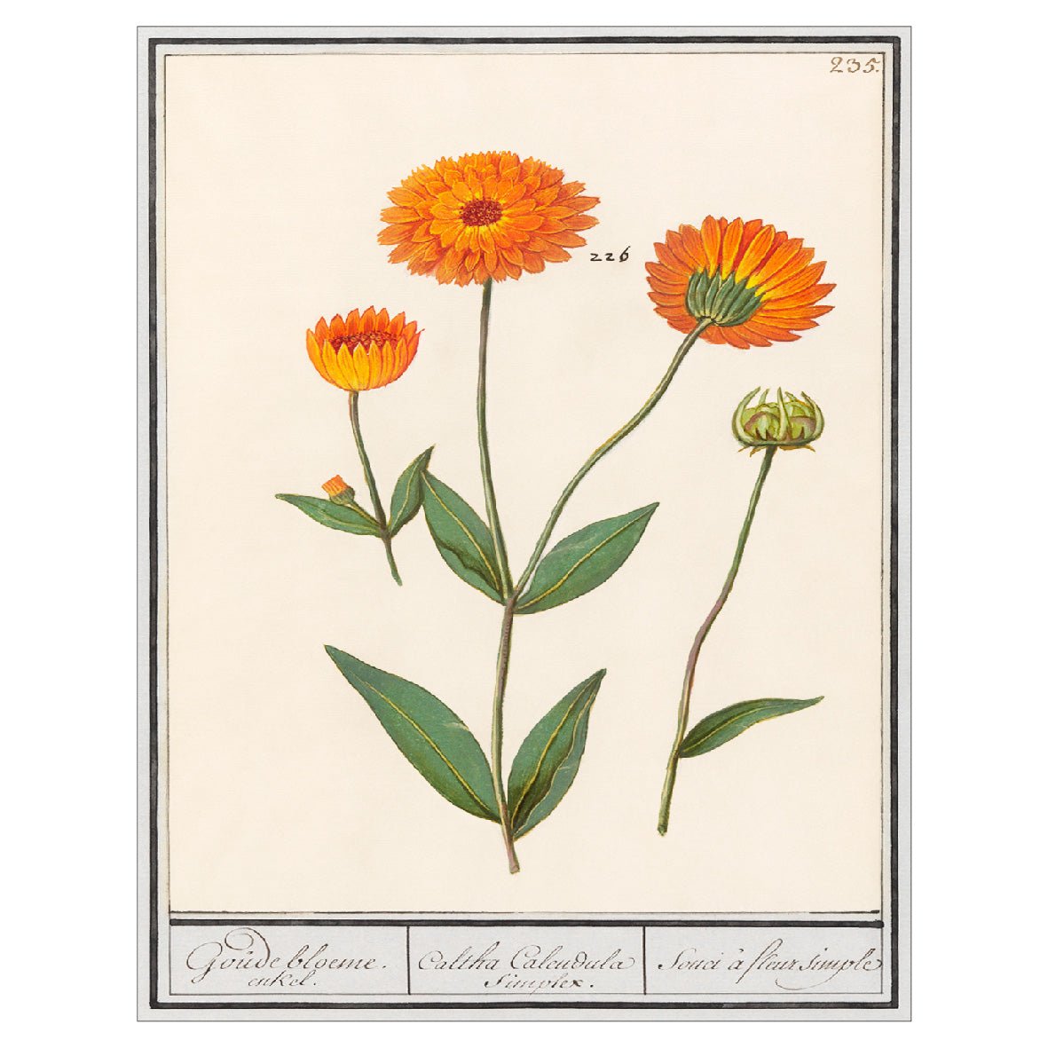 Decorative "Marigold (1596–1610)" by Anselmus Boëtius de Boodt Poster | High - Quality Print | Repositionable Adhesive - Pasquín