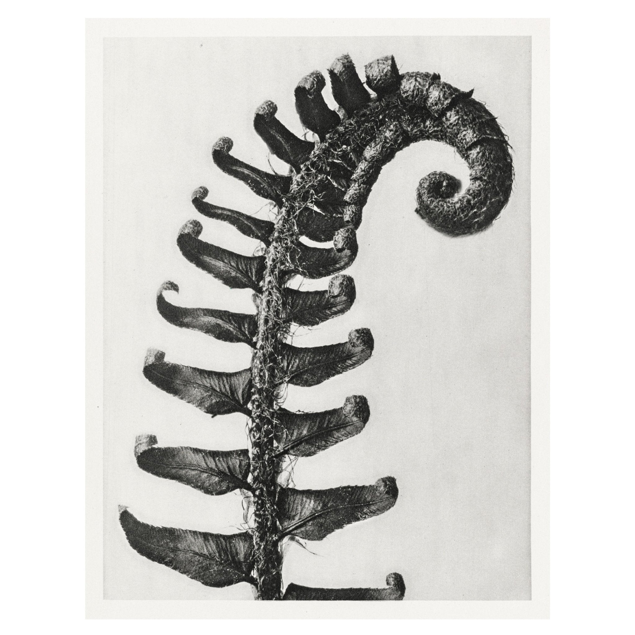 Decorative "Polystichum Munitum Leaf (1928)" by Karl Blossfeldt Poster | High - Quality Print | Repositionable Adhesive - Pasquín