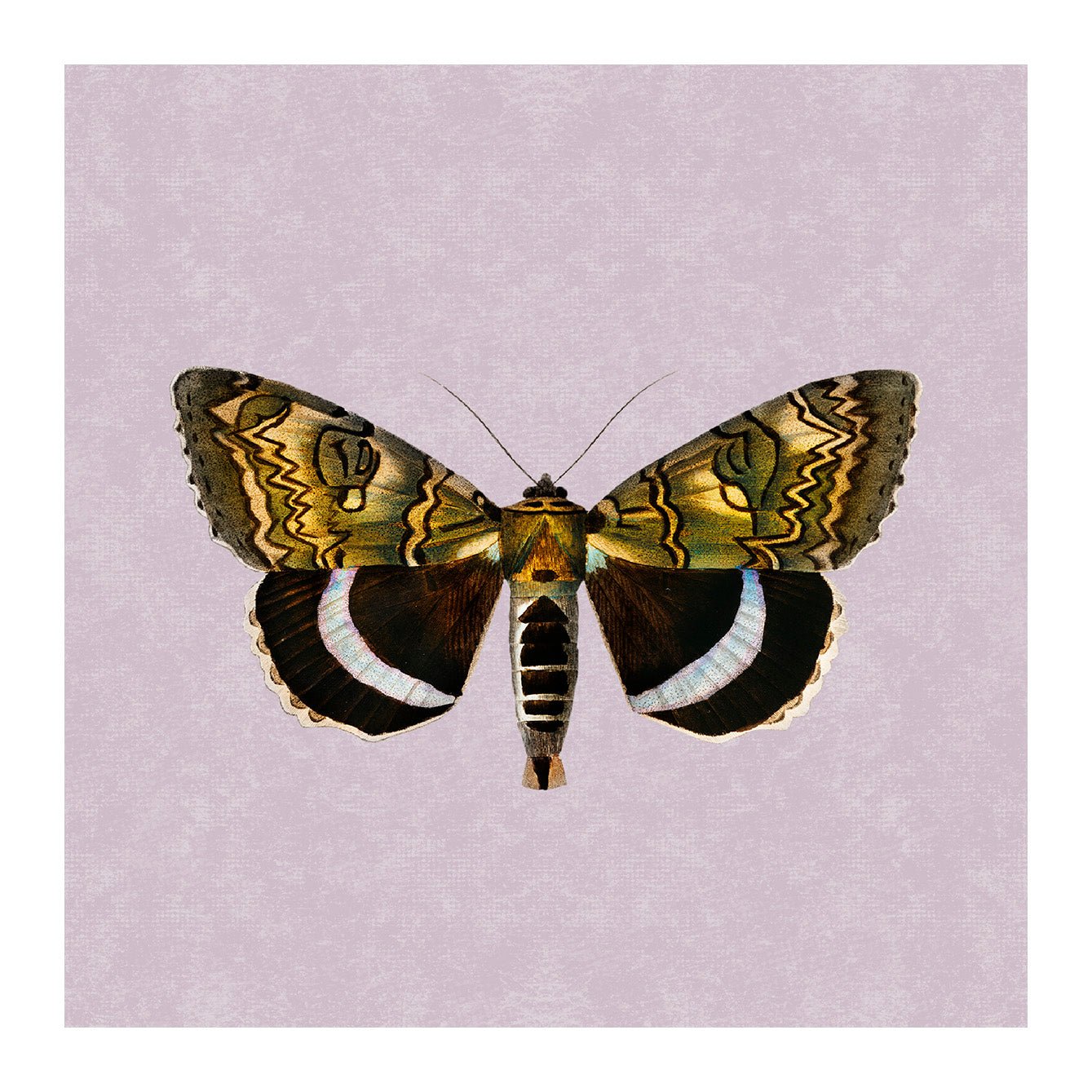 Decorative Removable Wall Tiles - Vintage Butterflies Design - Pasquín