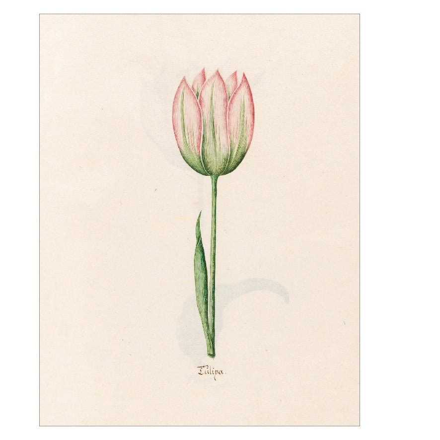 Decorative "Tülipa (1692)" by Magdelena Rosina Funck Poster | High - Quality Print | Repositionable Adhesive - Pasquín