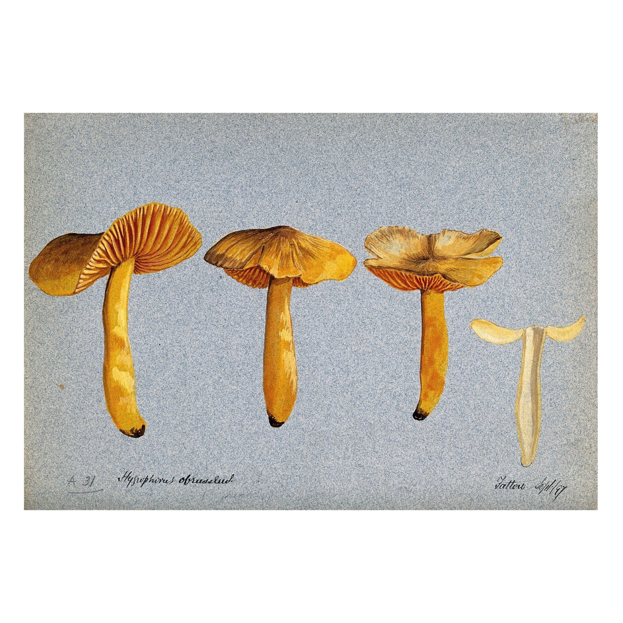 Decorative "Vintage Fungis" Poster | High - Quality Print | Repositionable Adhesive - Pasquín