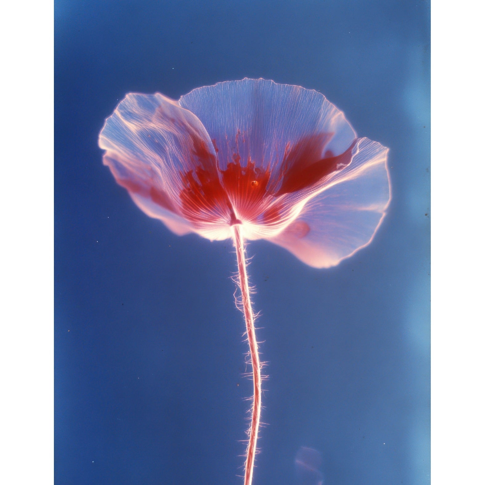 “Poppy Flowers in Backlight” - Reusable Peel - and - Stick Poster - Pasquín