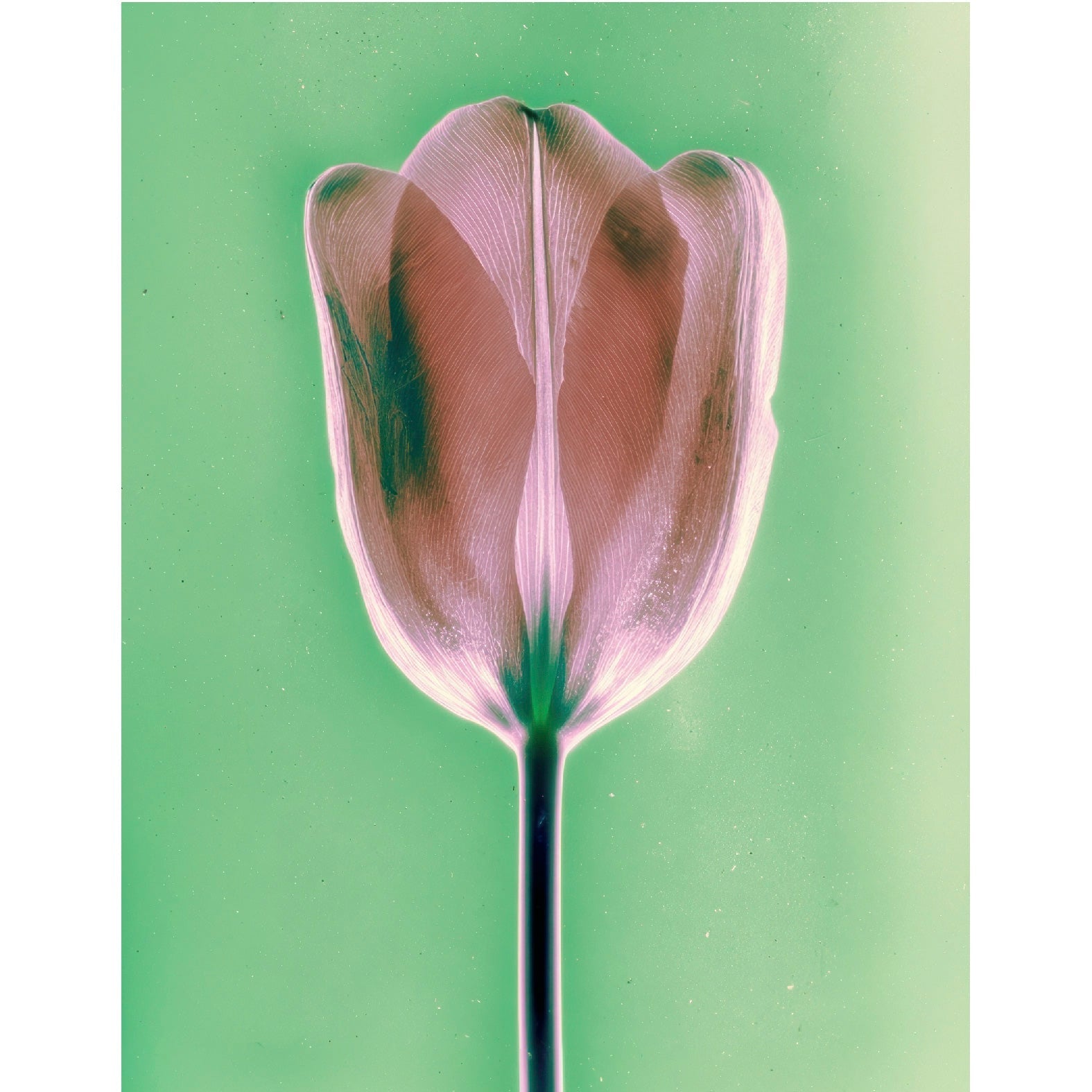 “Tulip in Backlight” - Reusable Peel - and - Stick Poster - Pasquín