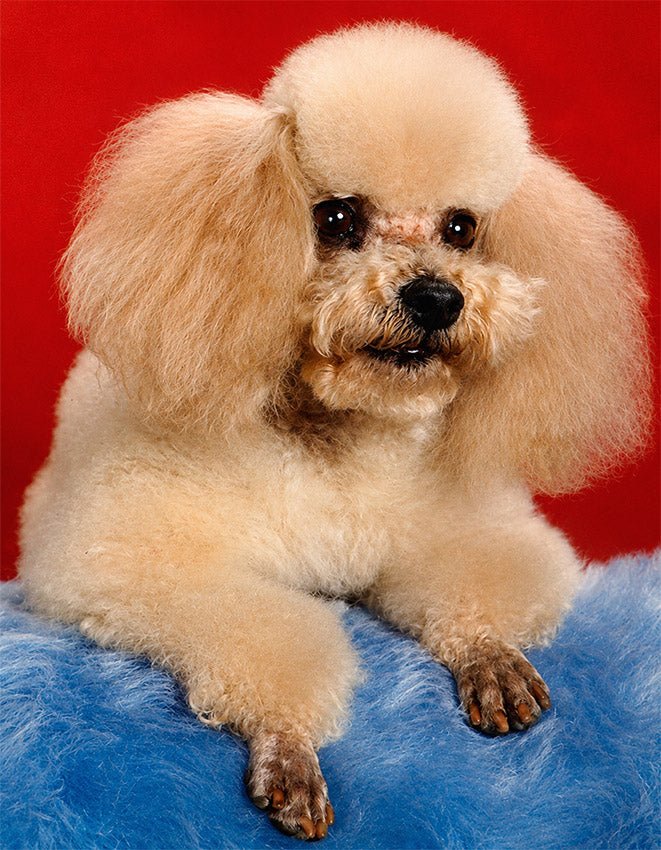 "Vintage Poodle Portrait"- Reusable Peel-and-Stick Poster - Pasquín
