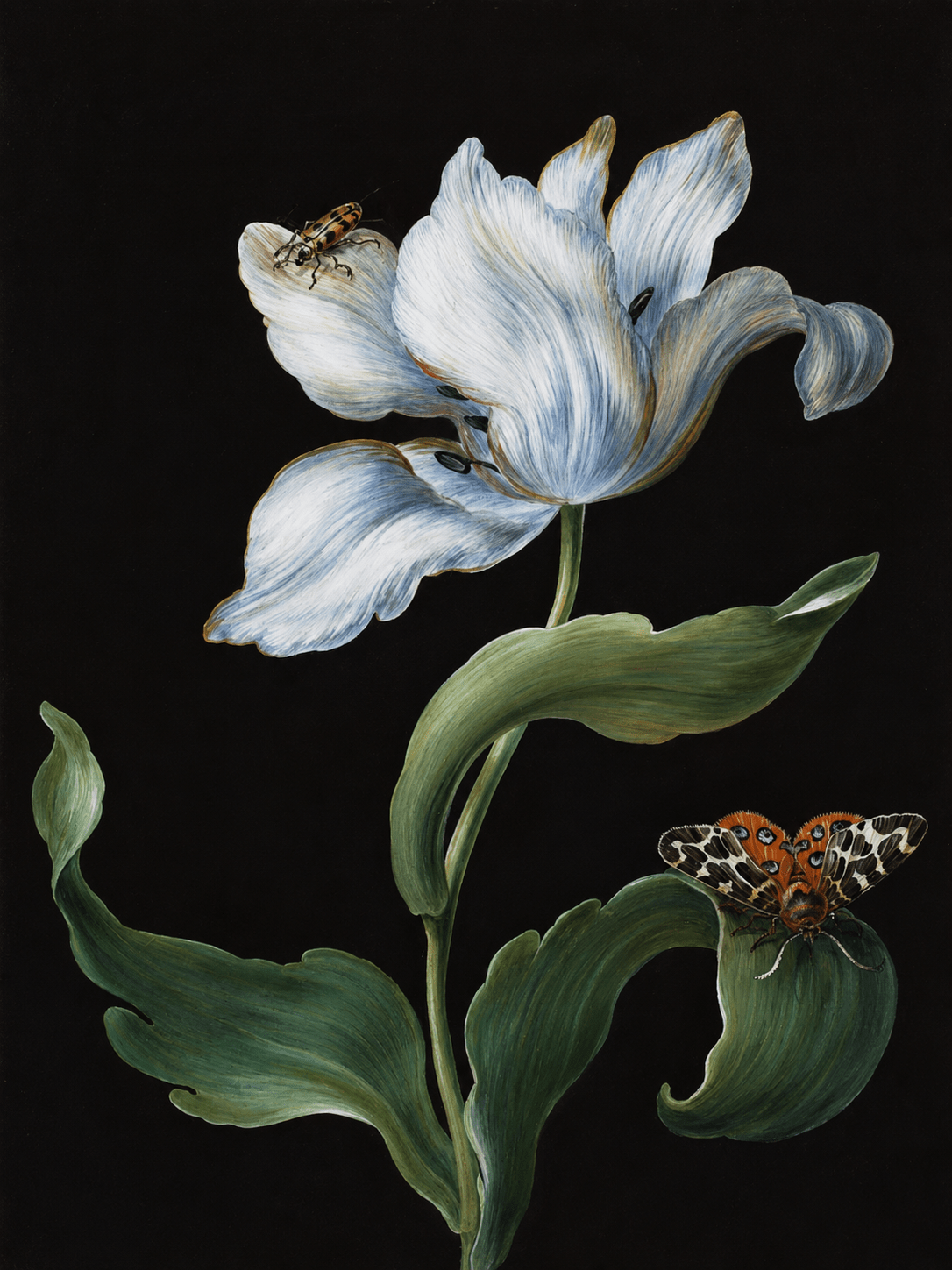 "A Tulip, a Garden Tiger Moth, and a Beetle" by Barbara Regina Dietzsch - Reusable Peel-and-Stick Poster - Pasquín