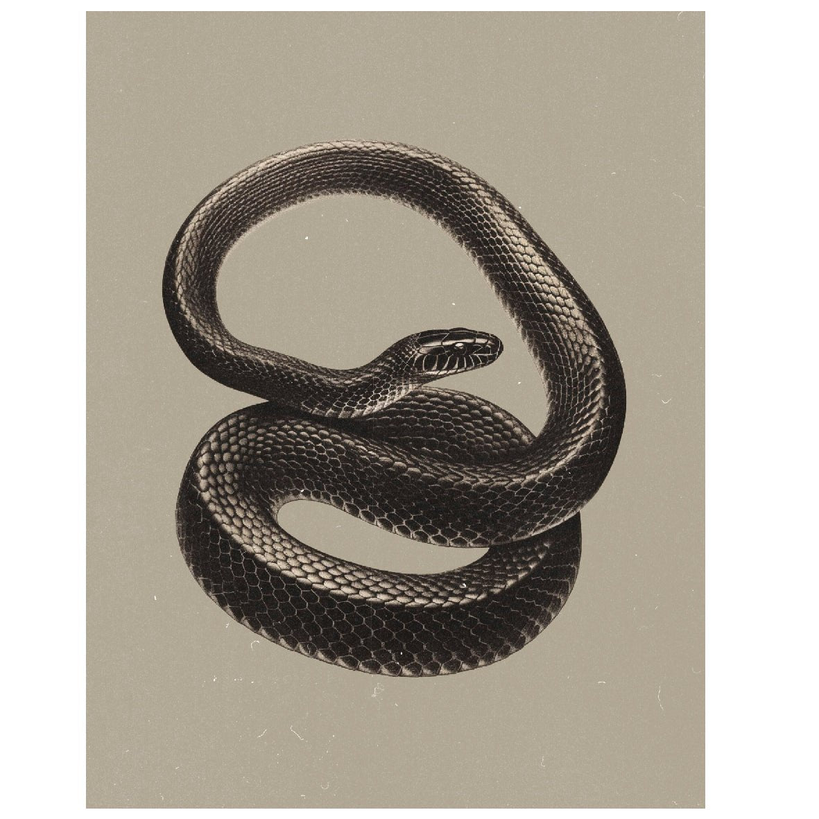Black Scaled Snake Reusable Peel - and - Stick Poster - Pasquín