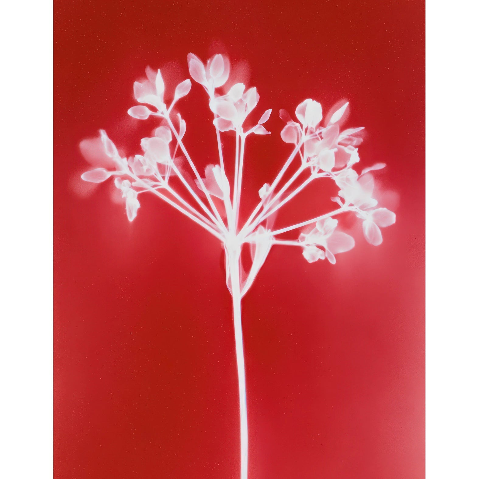 “Branch of Wildflower botanical photogram" - Reusable Peel - and - Stick Poster - Pasquín