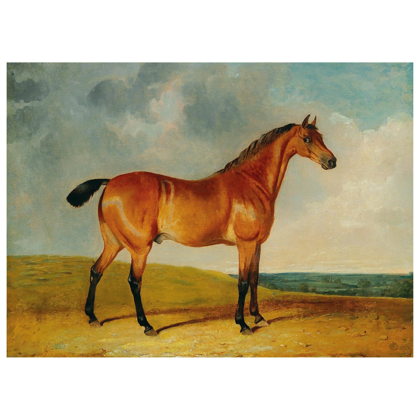 Decorative "A Bay Horse in a Vast Landscape" by John Frederick Herring Jr. Poster | High - Quality Print | Repositionable Adhesive - Pasquín Store