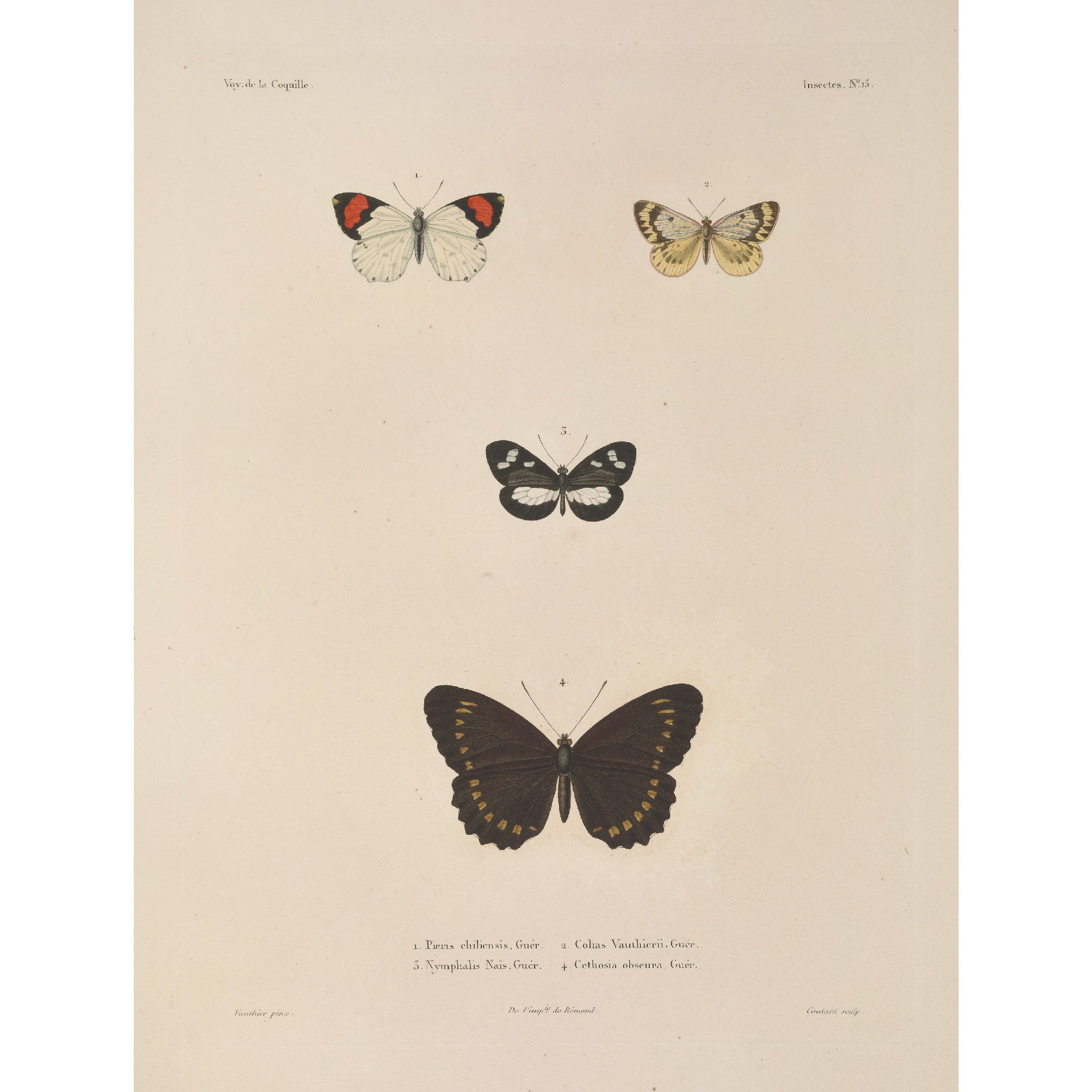 Decorative "Butterflies" by Voyage de la Coquille Poster | High - Quality Print | Repositionable Adhesive - Pasquín Store