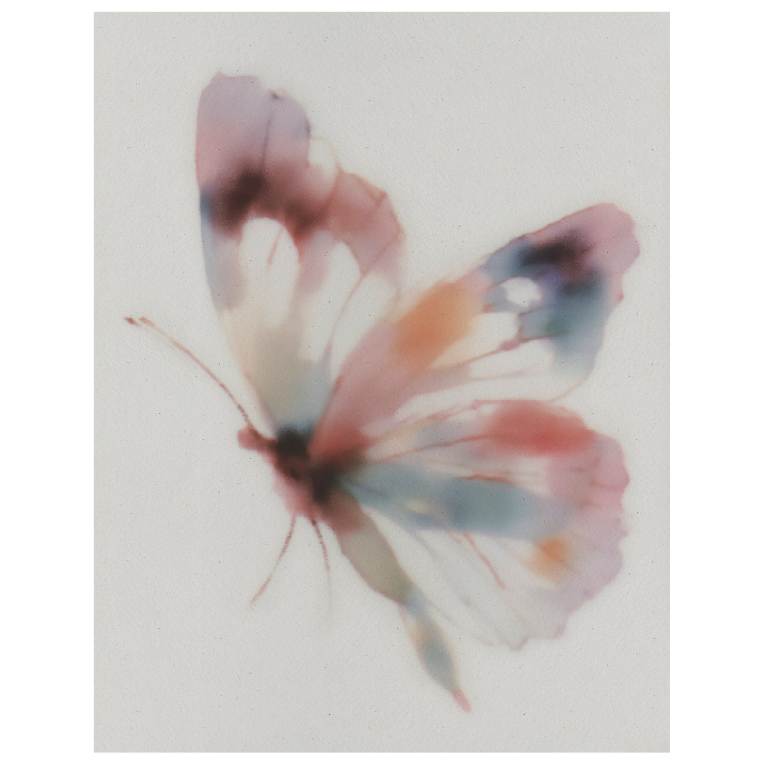 Decorative "Butterfly Dream" Poster | High - Quality Print | Repositionable Adhesive - Pasquín