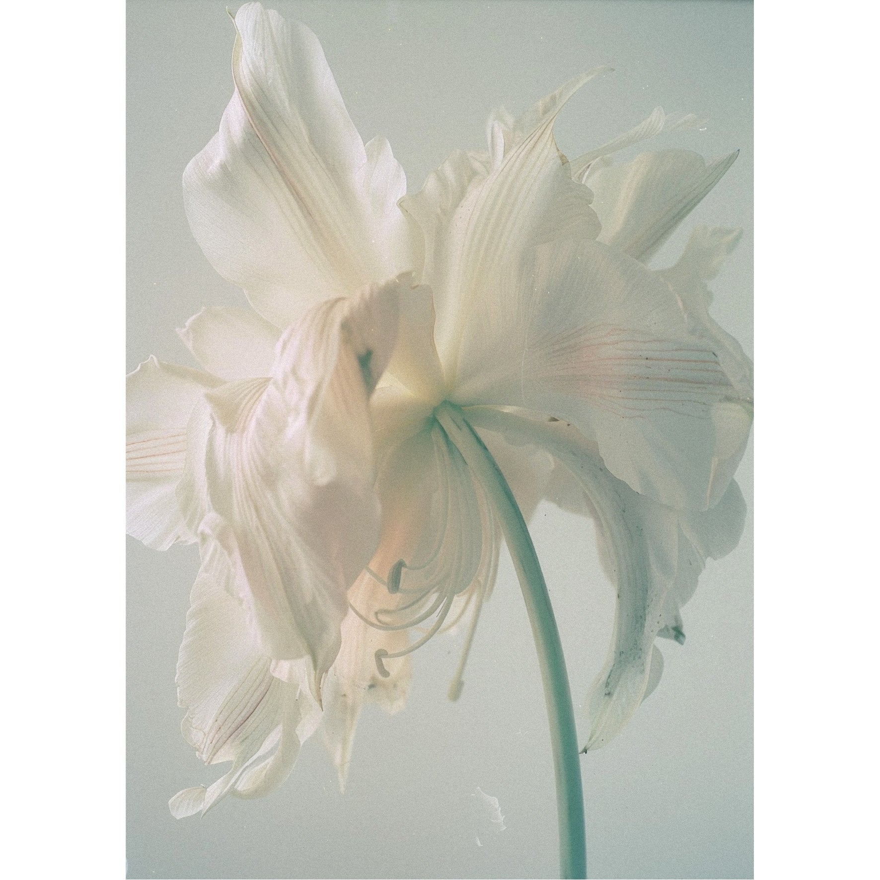 Decorative "Coquette Collection: White Lily" Posters | High - Quality Print | Repositionable Adhesive - Pasquín Store