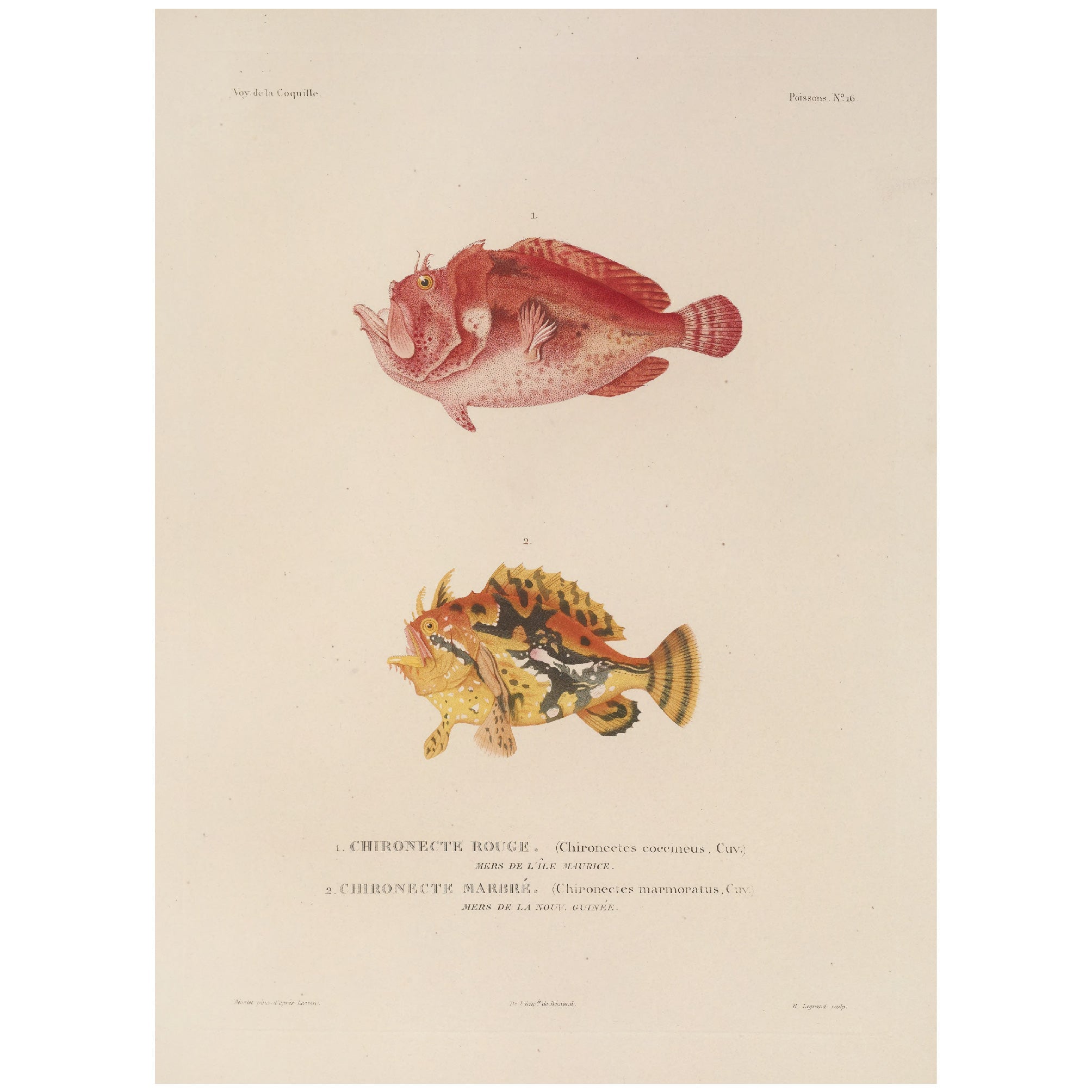 Decorative "Fish Anatomy" by Voyage de la Coquille Poster | High - Quality Print | Repositionable Adhesive - Pasquín Store