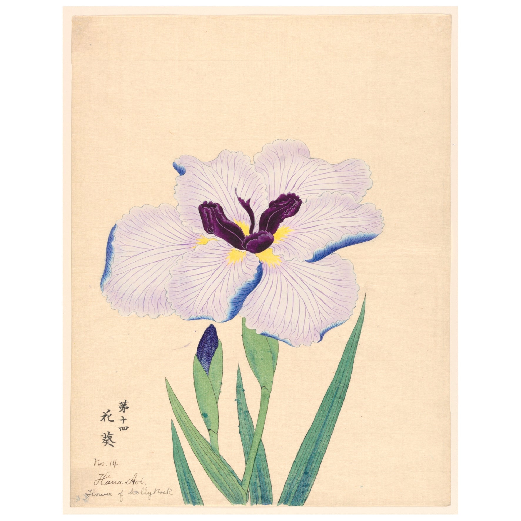 Decorative "Flower of Hollyhock (Hana Aoi) (1910)" Poster | High - Quality Print | Repositionable Adhesive - Pasquín