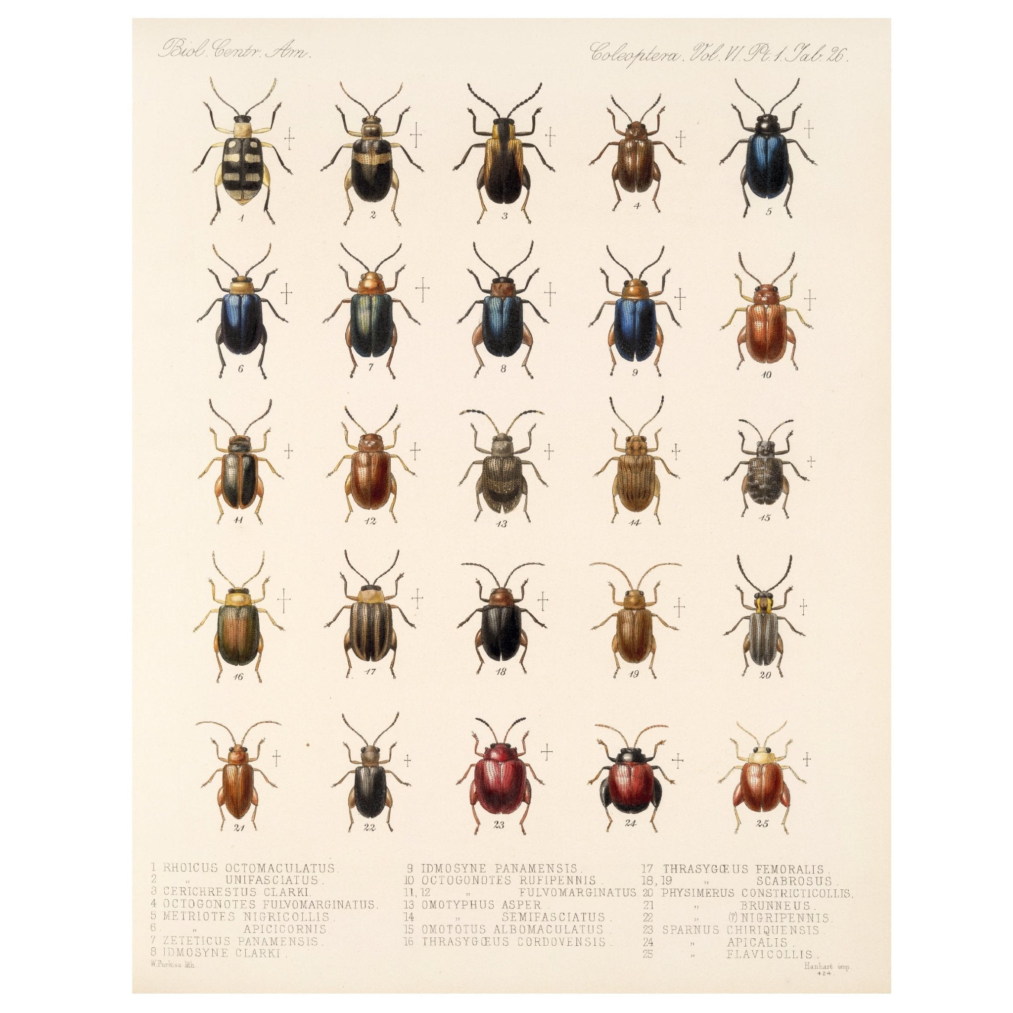 Decorative "Insecta Coleoptera" by Frederick DuCane Godman Poster | High - Quality Print | Repositionable Adhesive - Pasquín