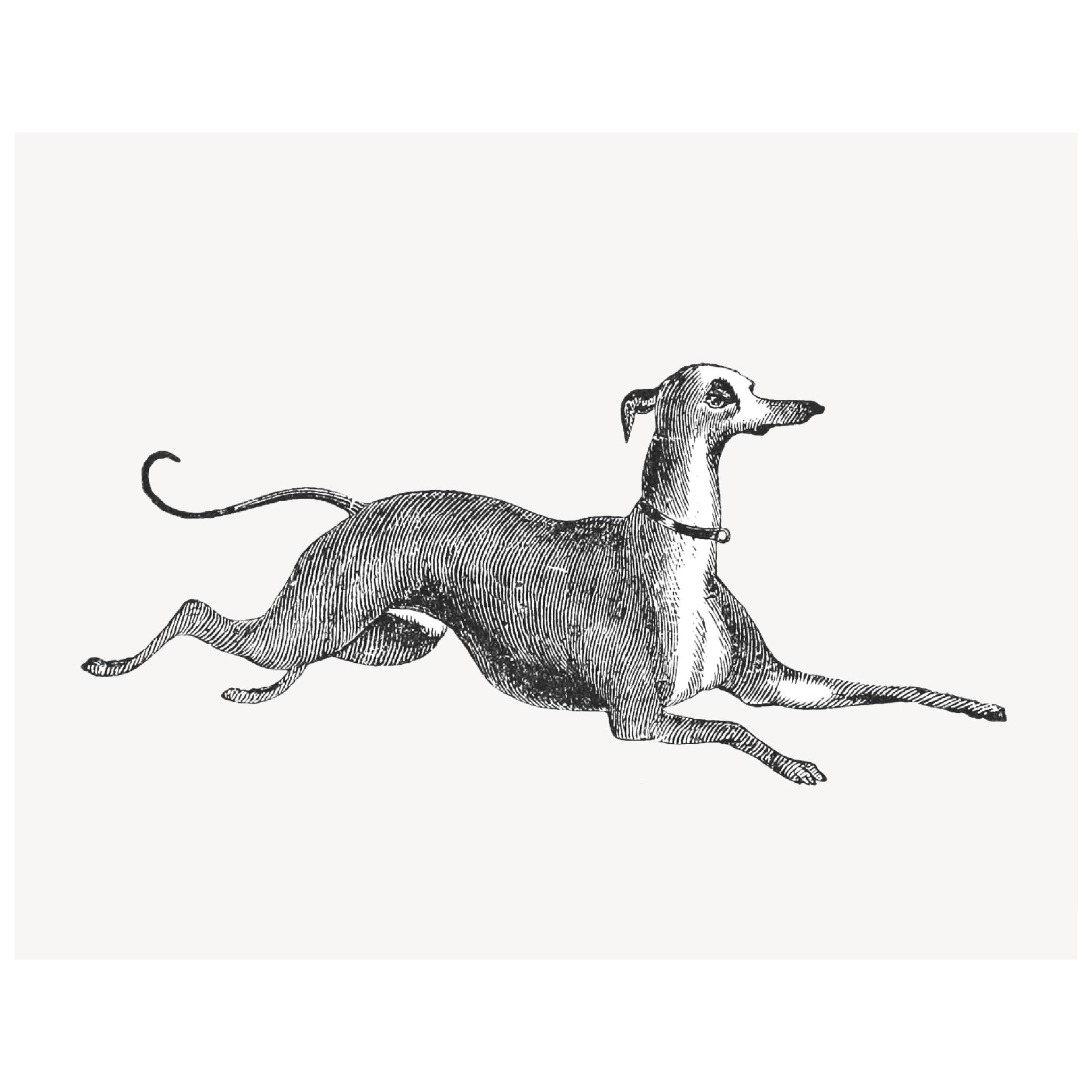 Decorative "Italian Greyhound" Poster | High - Quality Print | Repositionable Adhesive - Pasquín