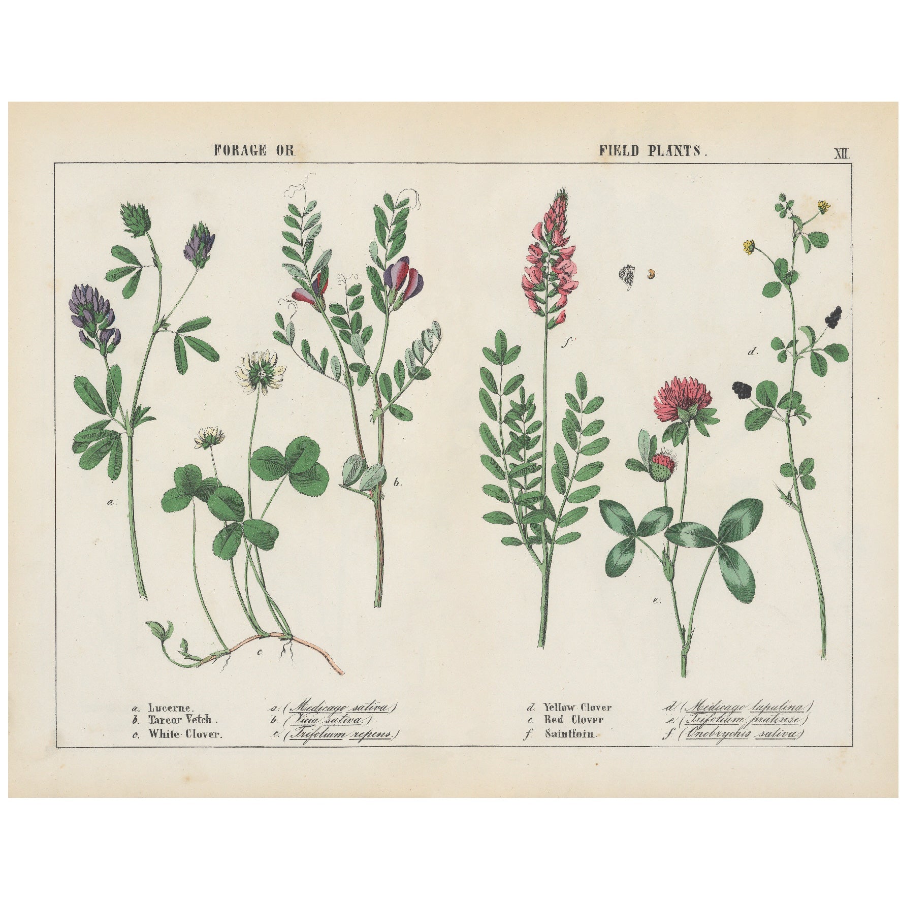 Decorative "Lucerne, Tareor Vetch, Clover, Saintfoin" by Charlotte Mary Yonge Poster | High - Quality Print | Repositionable Adhesive - Pasquín Store