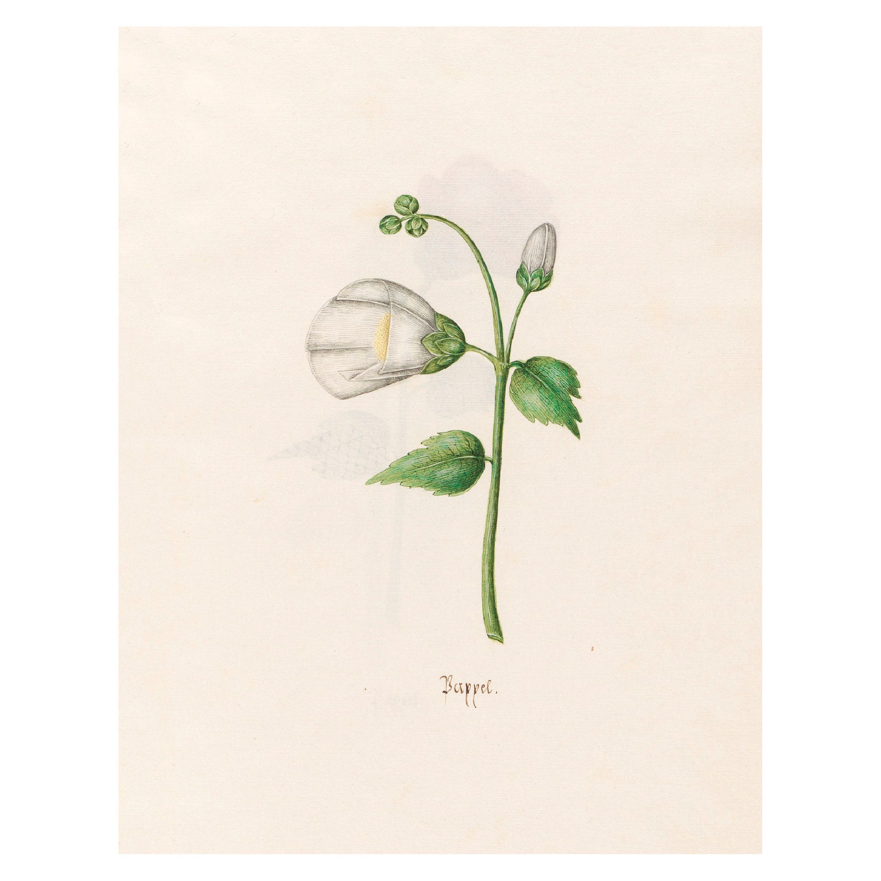 Decorative "Pappel (1692)" by Magdelena Rosina Funck Poster | High - Quality Print | Repositionable Adhesive - Pasquín