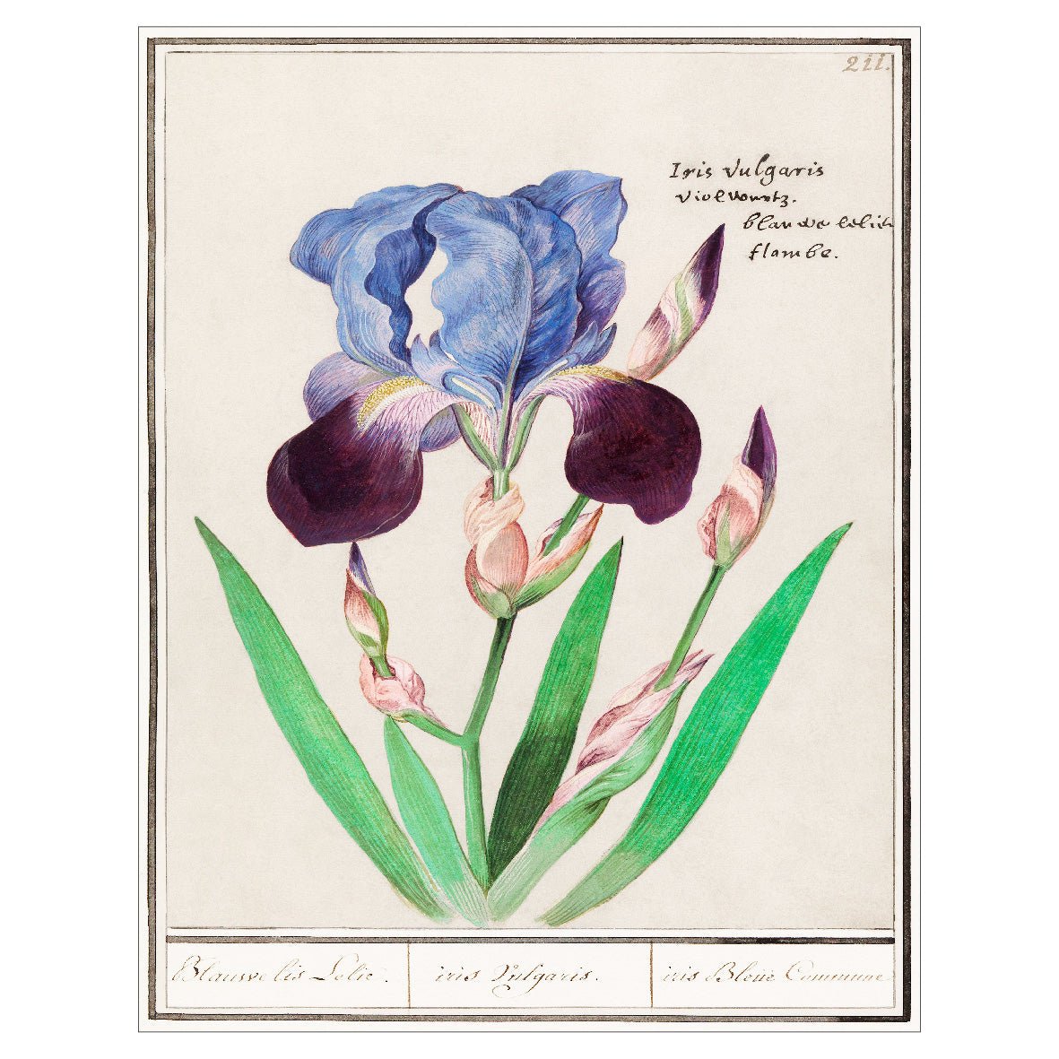 Decorative "Purple Iris (1596–1610)" by Anselmus Boëtius de Boodt Poster | High - Quality Print | Repositionable Adhesive - Pasquín