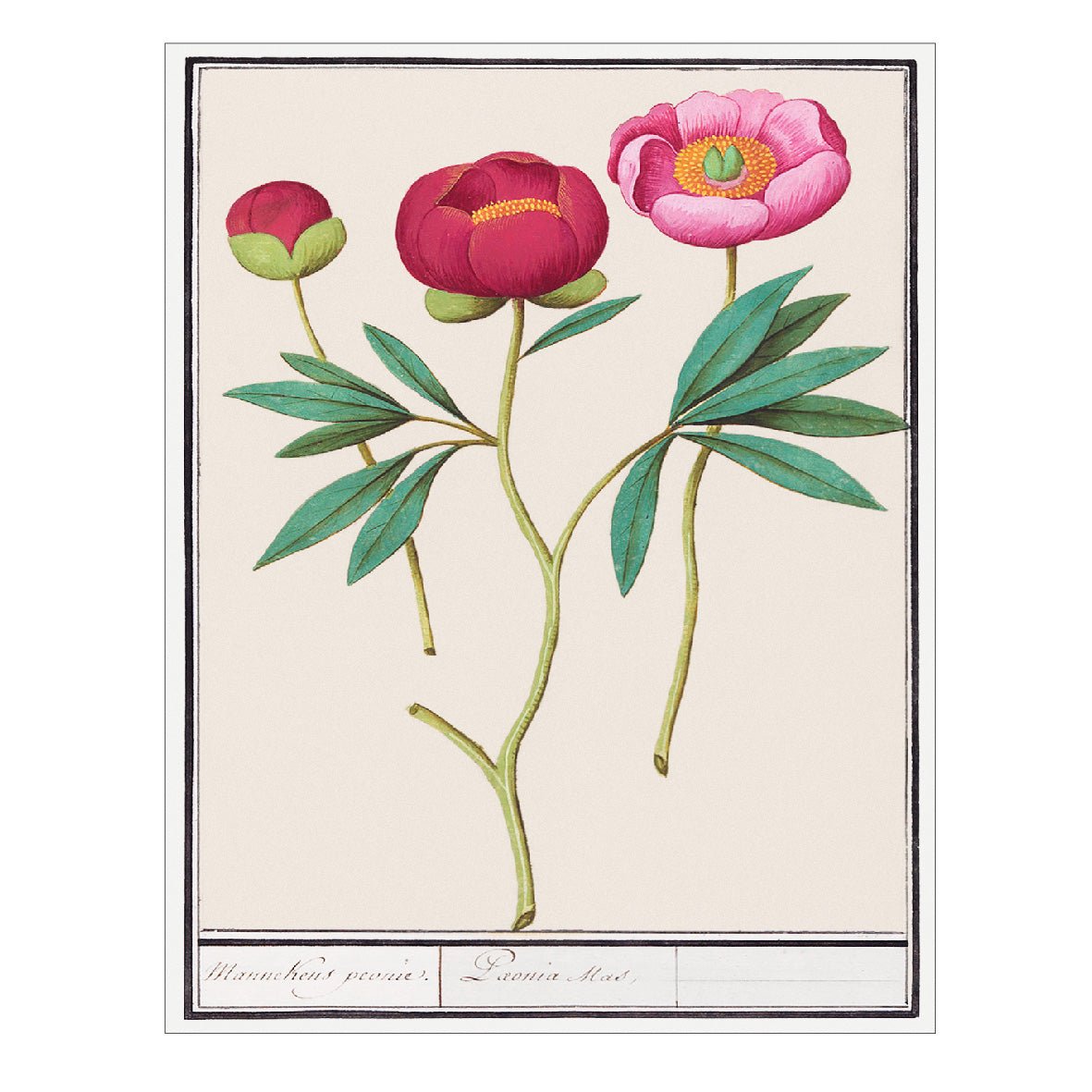 Decorative "Red Peony (1596–1610)" by Anselmus Boëtius de Boodt Poster | High - Quality Print | Repositionable Adhesive - Pasquín