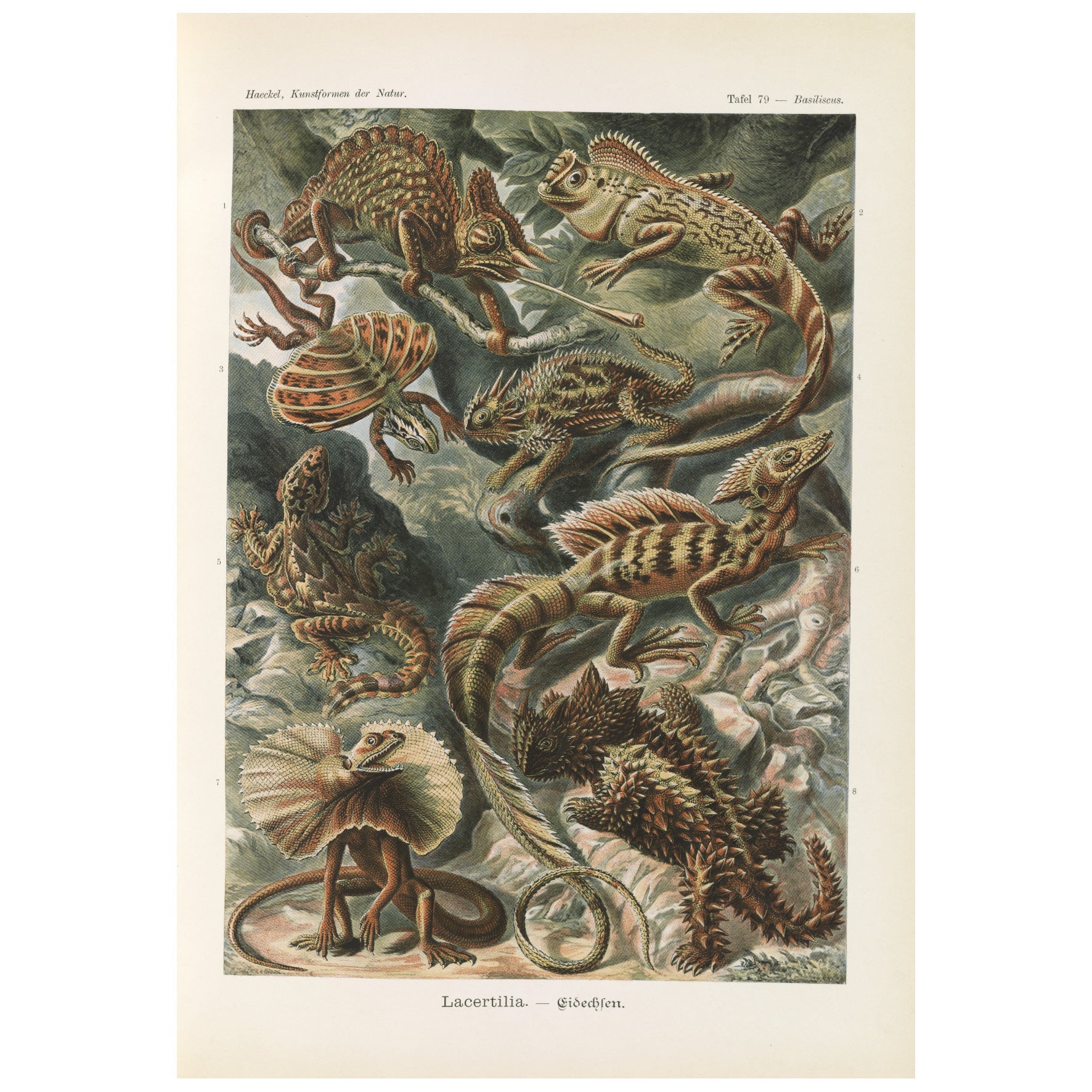 Decorative "Reptile" by Ernst Haeckel Poster | High - Quality Print | Repositionable Adhesive - Pasquín Store