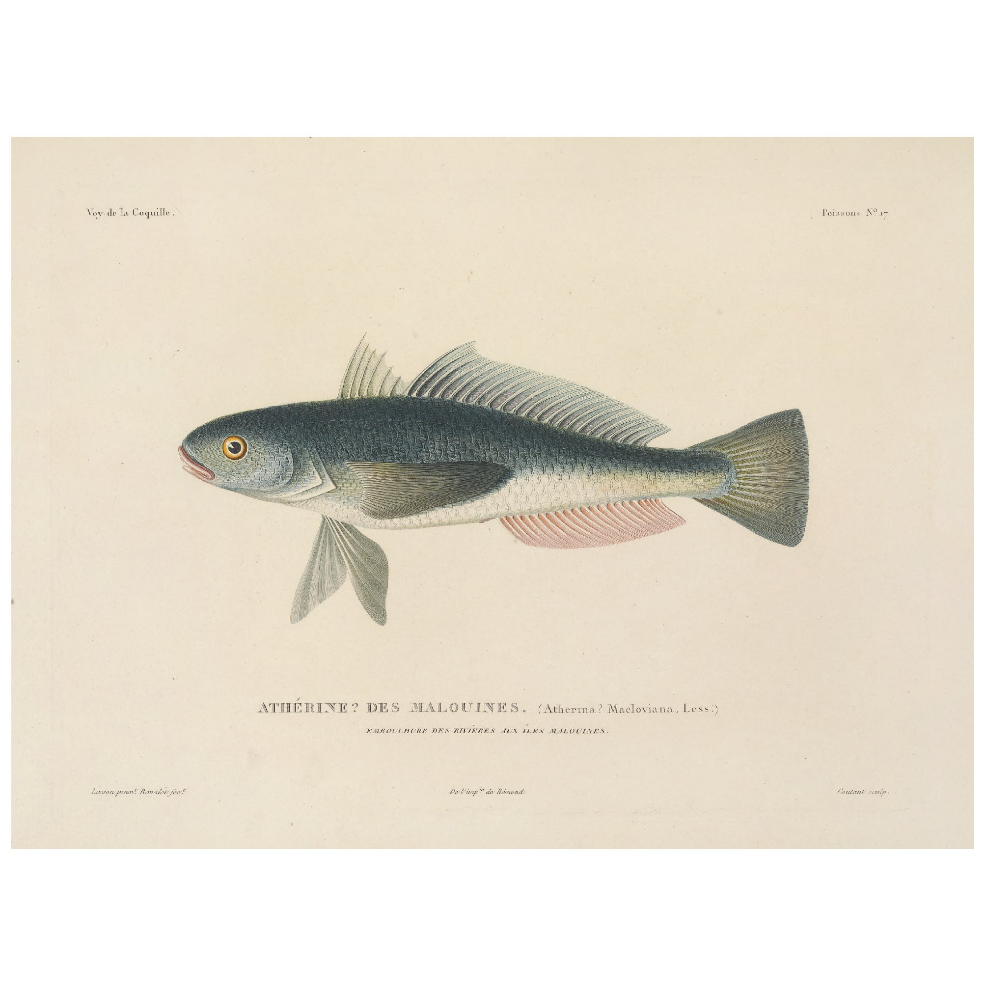 Decorative "Sea Bass" by Voyage de la Coquille Poster | High - Quality Print | Repositionable Adhesive - Pasquín Store