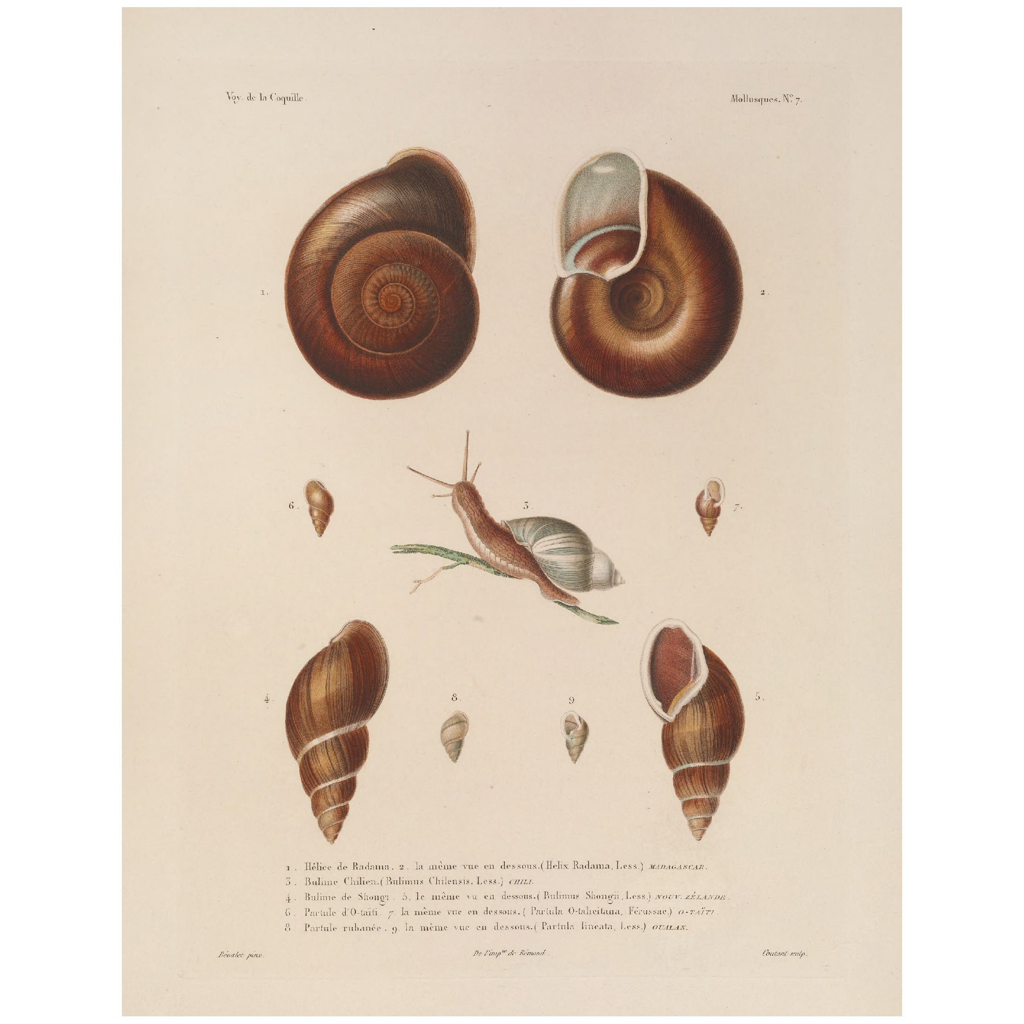 Decorative "Snail Shell" by Voyage de la Coquille Poster | High - Quality Print | Repositionable Adhesive - Pasquín Store