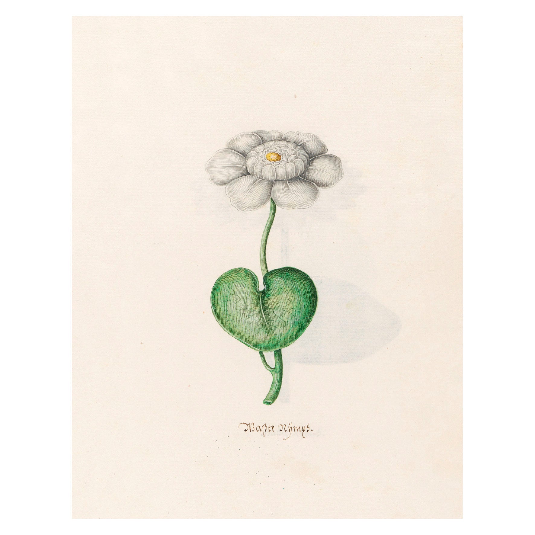 Decorative "Wasser Nÿmps (1692)" by Magdelena Rosina Funck Poster | High - Quality Print | Repositionable Adhesive - Pasquín