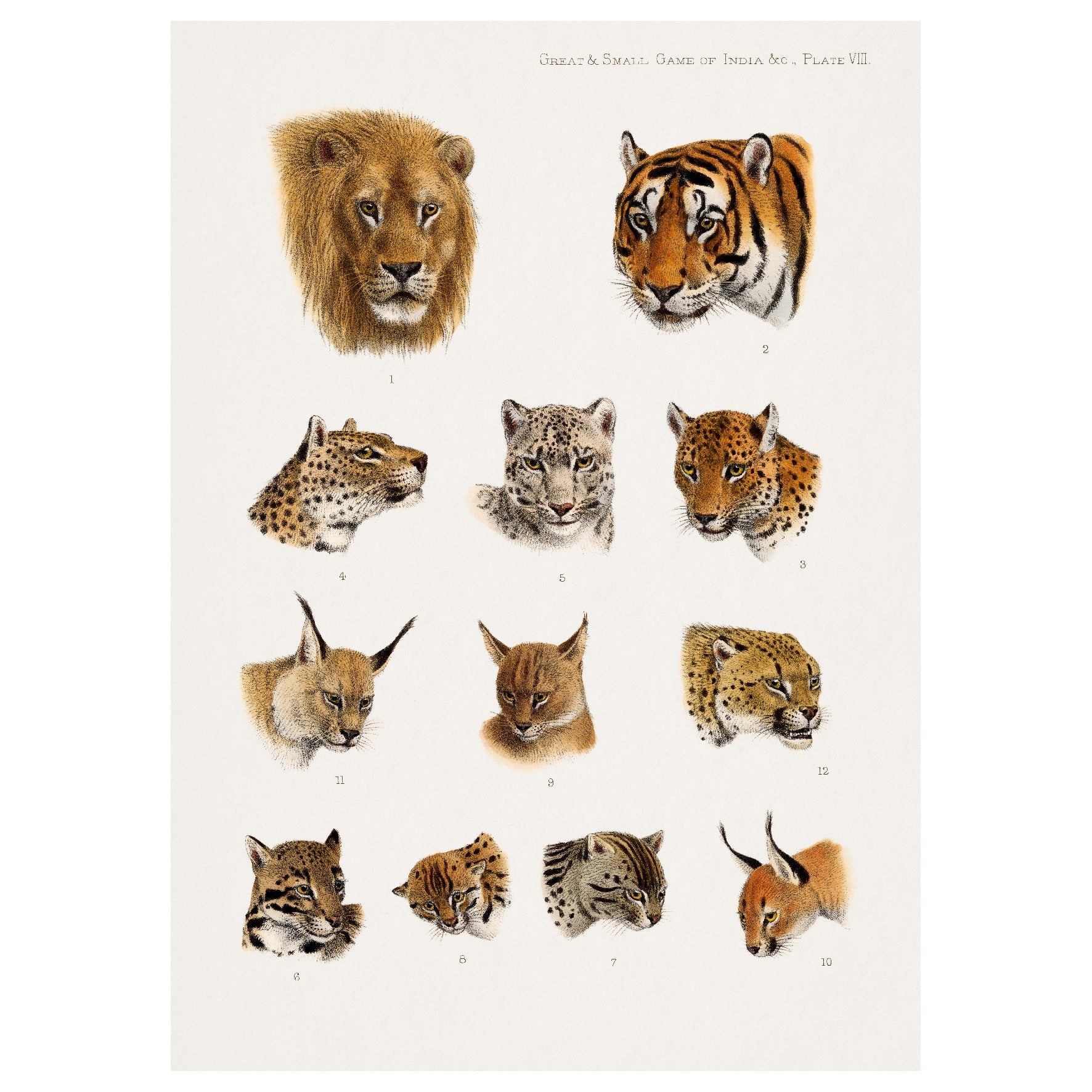 Decorative "Wild Animal Safari" | High - Quality Print | Repositionable Adhesive - Pasquín Store