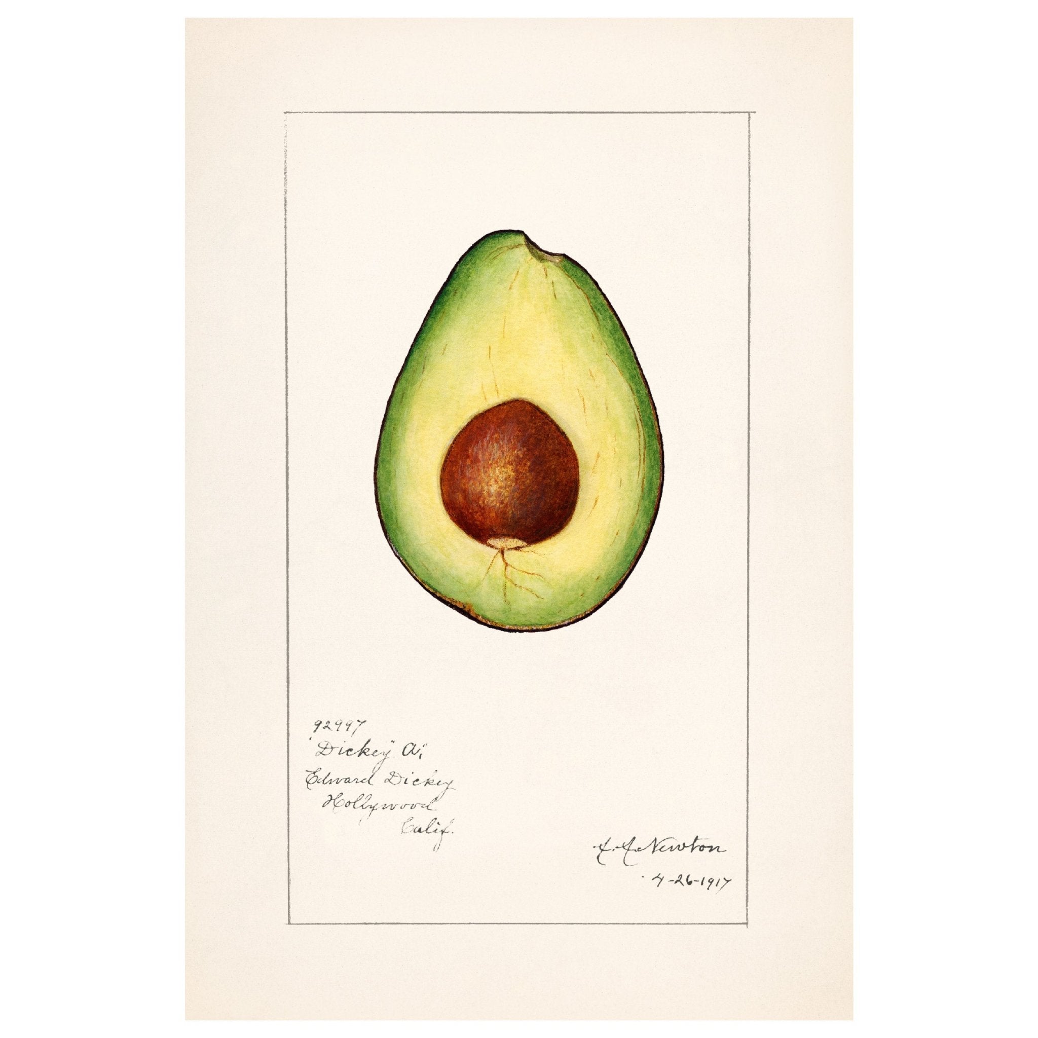 Handmade "Avocado (1916)" by Amada Almira Newton Poster | High - Quality Print | Repositionable Adhesive - Pasquín Store