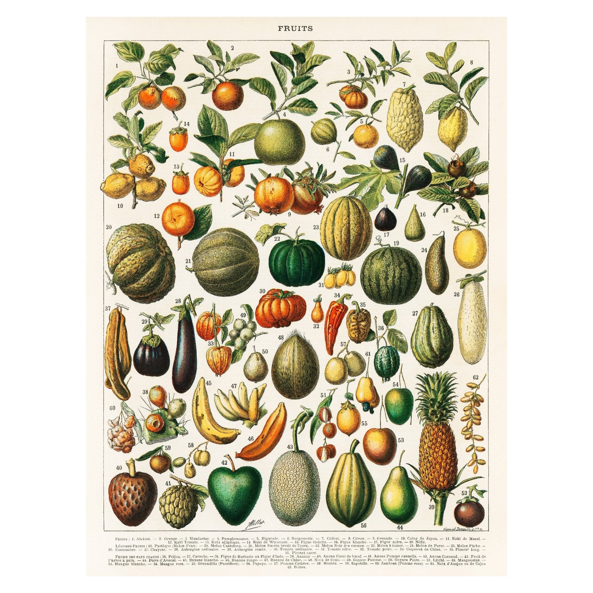 Handmade "Botanical Illustration: Fruits" Poster | High - Quality Print | Repositionable Adhesive - Pasquín Store