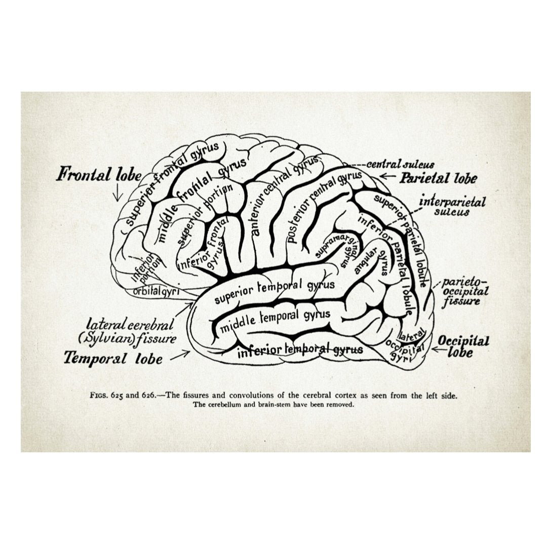 Handmade "Brain, scientific illustration" Poster | High - Quality Print | Repositionable Adhesive - Pasquín Store