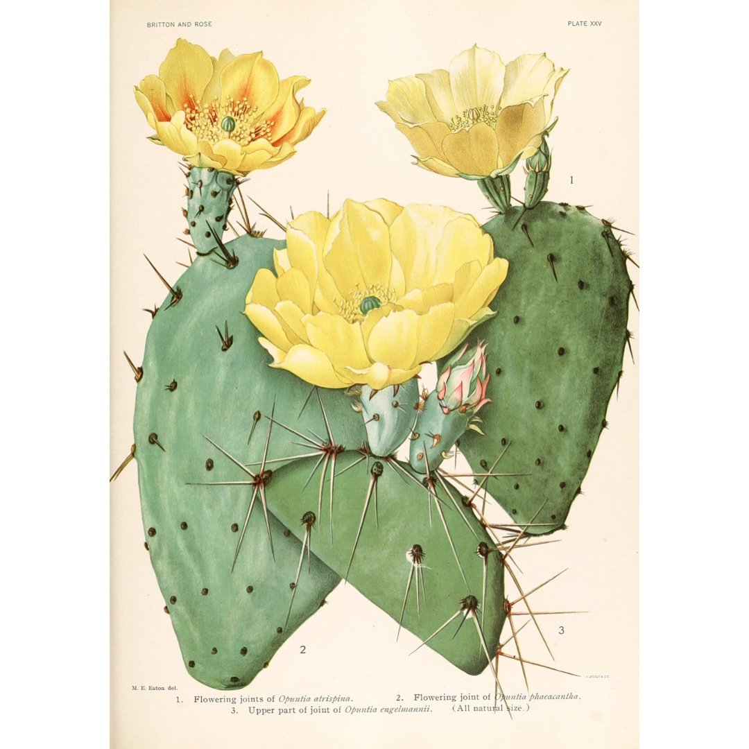 Handmade "Cactus with a Yellow Flower" by M. E. Eaton Poster | High - Quality Print | Repositionable Adhesive - Pasquín Store