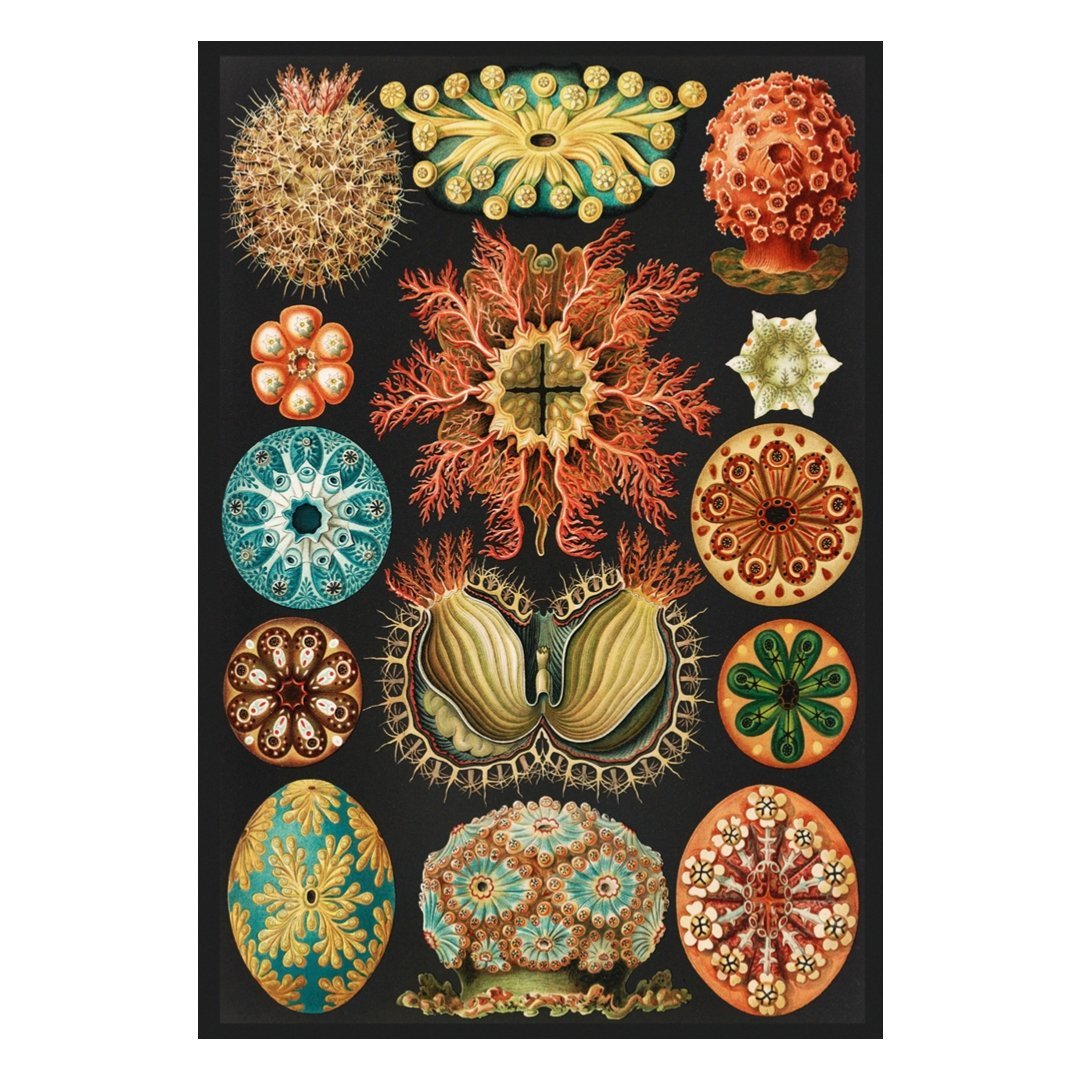 Handmade "Creatures" by Ernst Haeckel Poster | High - Quality Print | Repositionable Adhesive - Pasquín Store