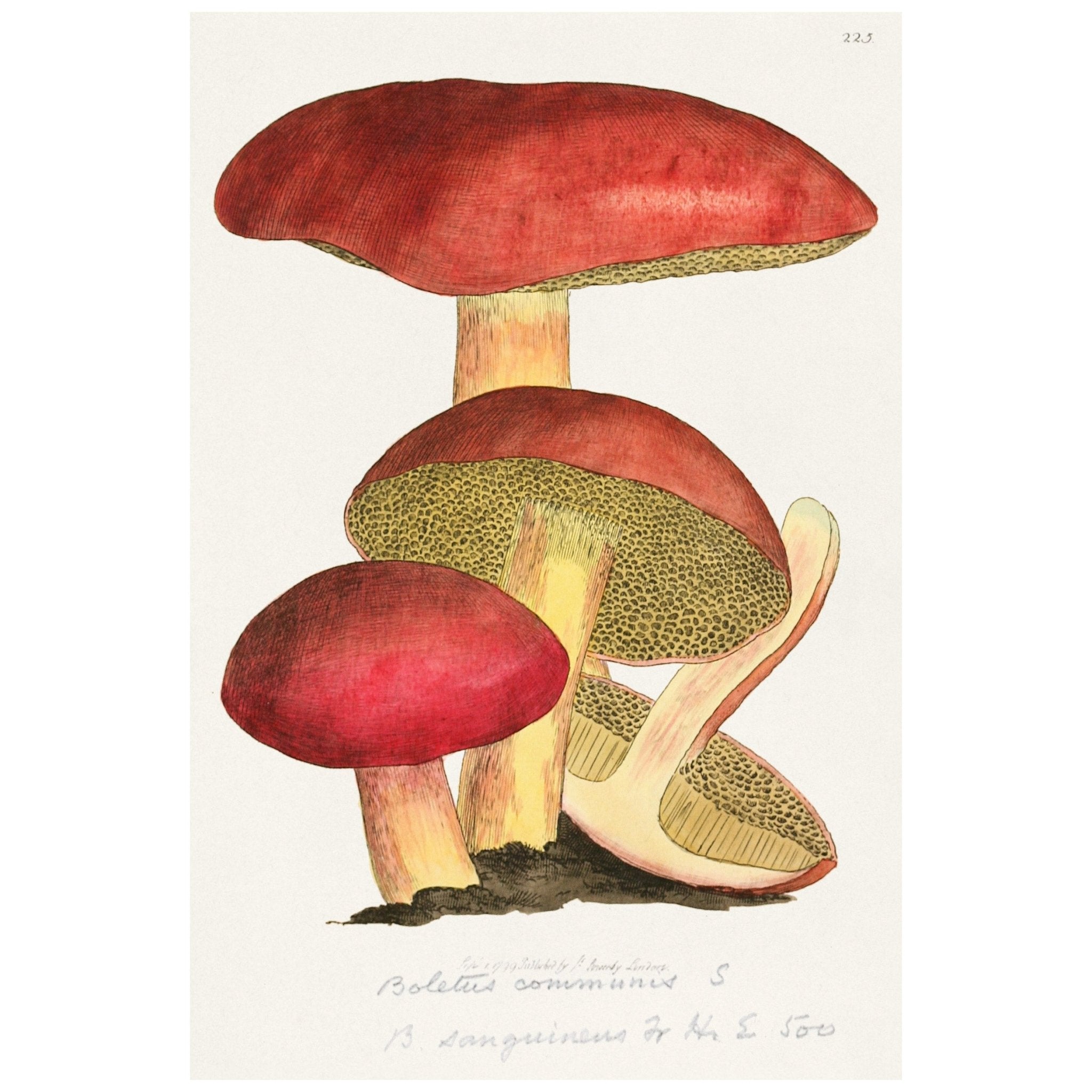 Handmade "Forest of Mushrooms" Poster | High - Quality Print | Repositionable Adhesive - Pasquín Store