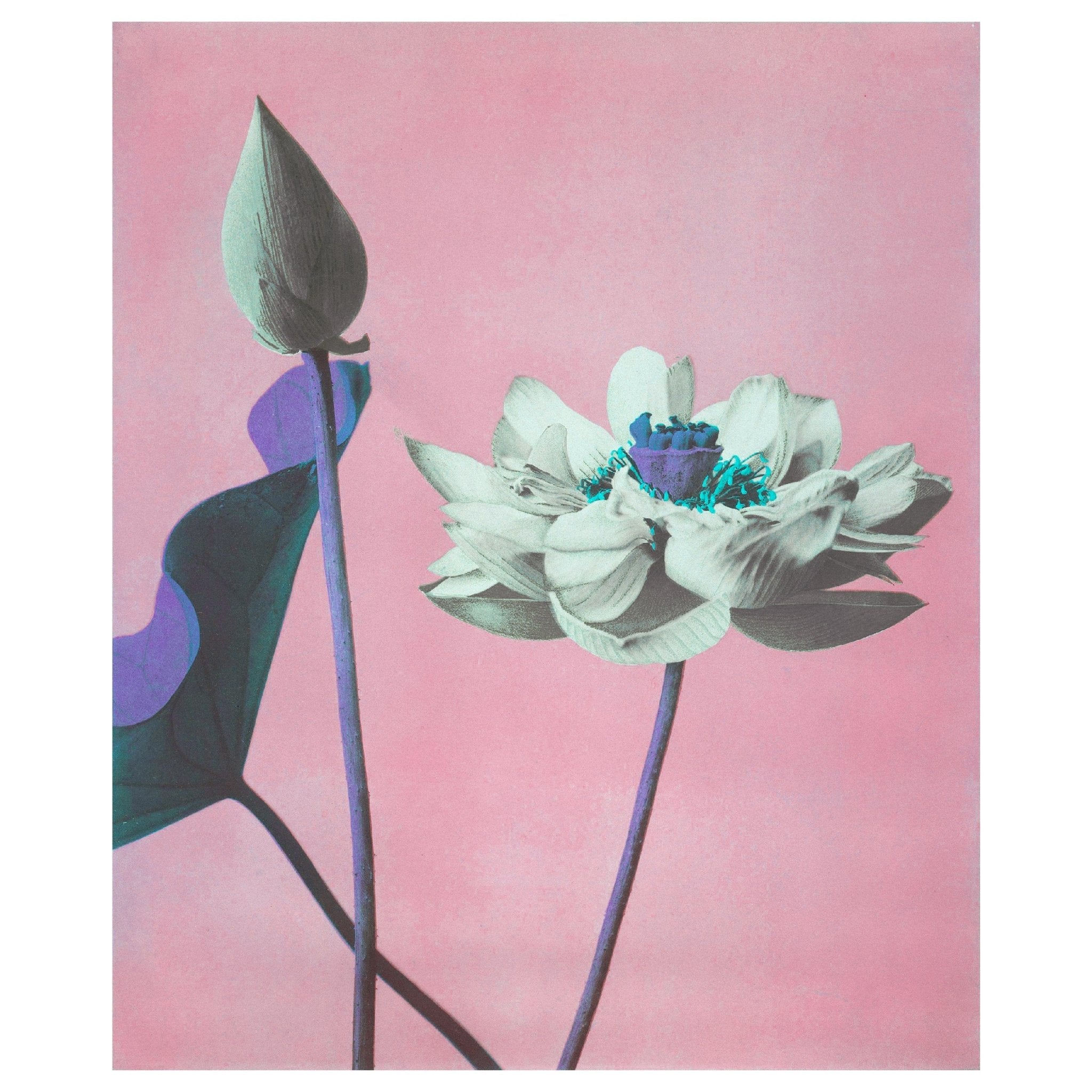 Handmade "Pastel Lotus Flowers" by Ogawa Kazumasa Poster | High - Quality Print | Repositionable Adhesive - Pasquín Store