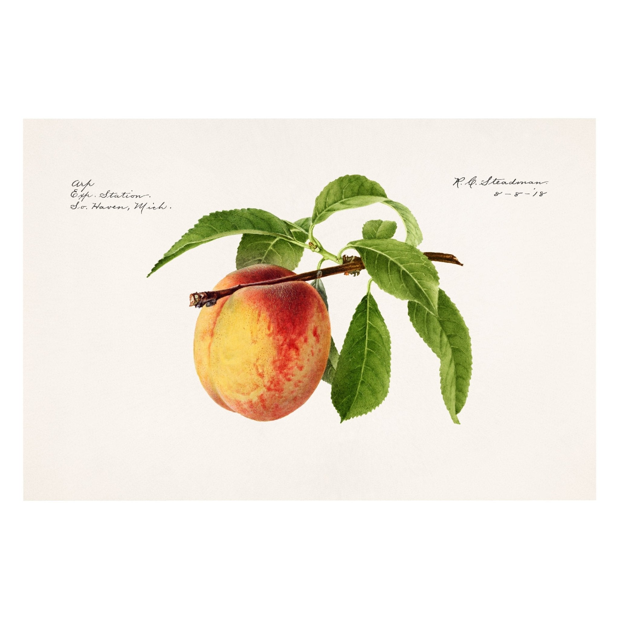 Handmade "Peach (1918)" by R.G. Steadman Poster | High - Quality Print | Repositionable Adhesive - Pasquín Store