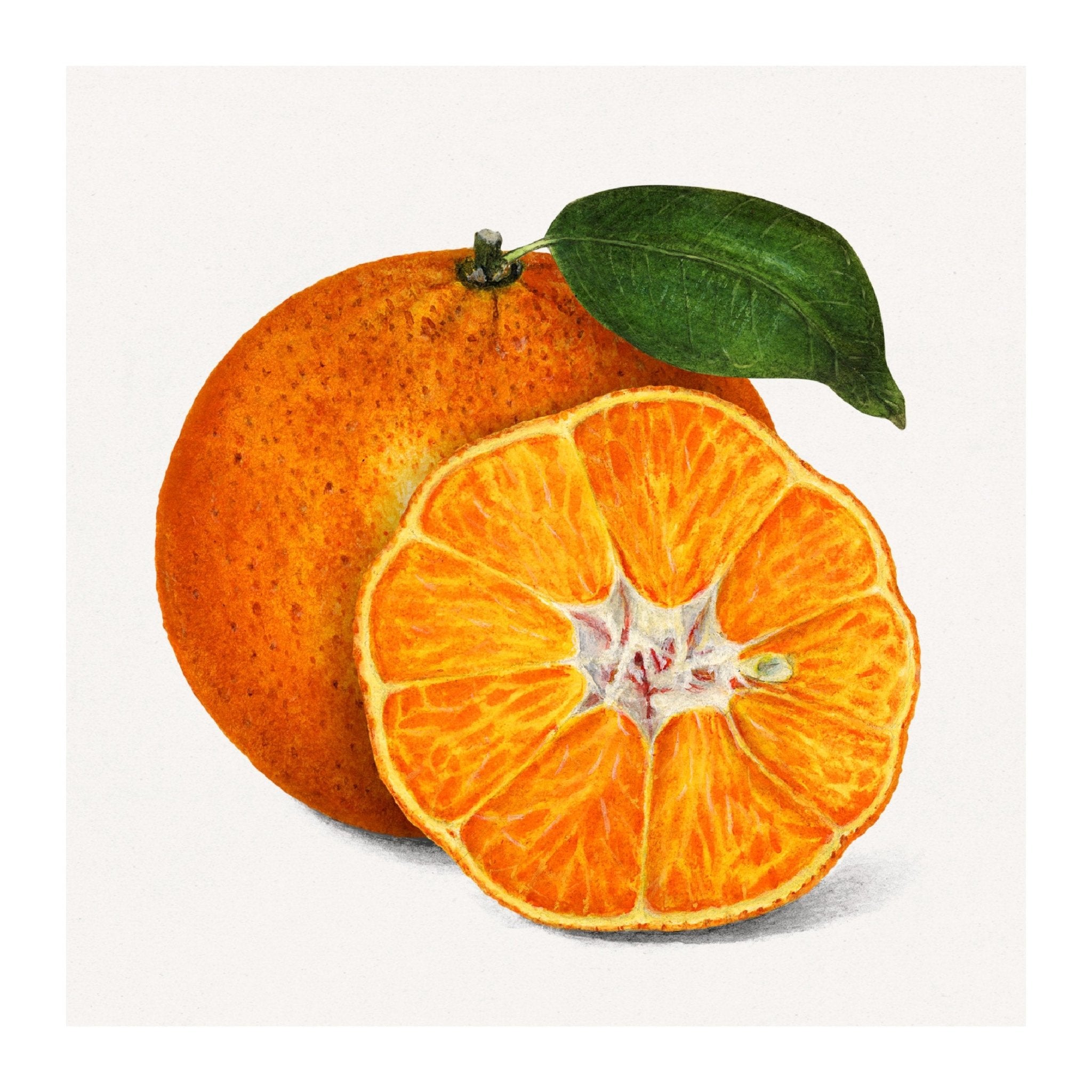 Handmade "Tangerine Delight " Poster | High - Quality Print | Repositionable Adhesive - Pasquín Store