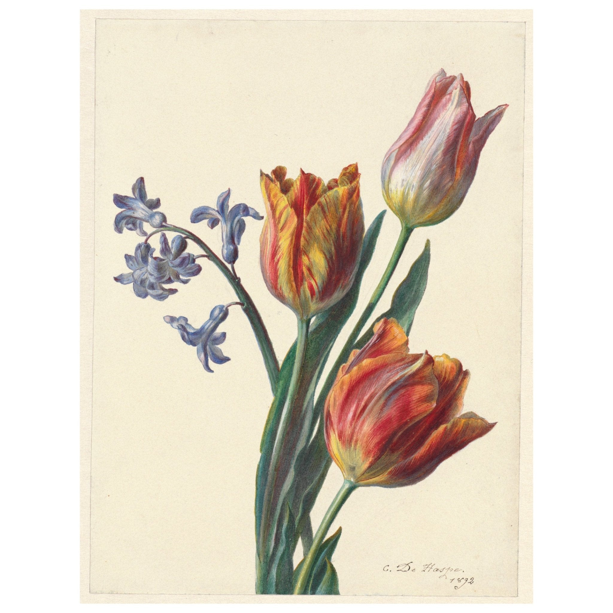 Handmade "Three tulips and a sprig of hyacinth (1892)" by C. de Haspe Poster | High - Quality Print | Repositionable Adhesive - Pasquín Store