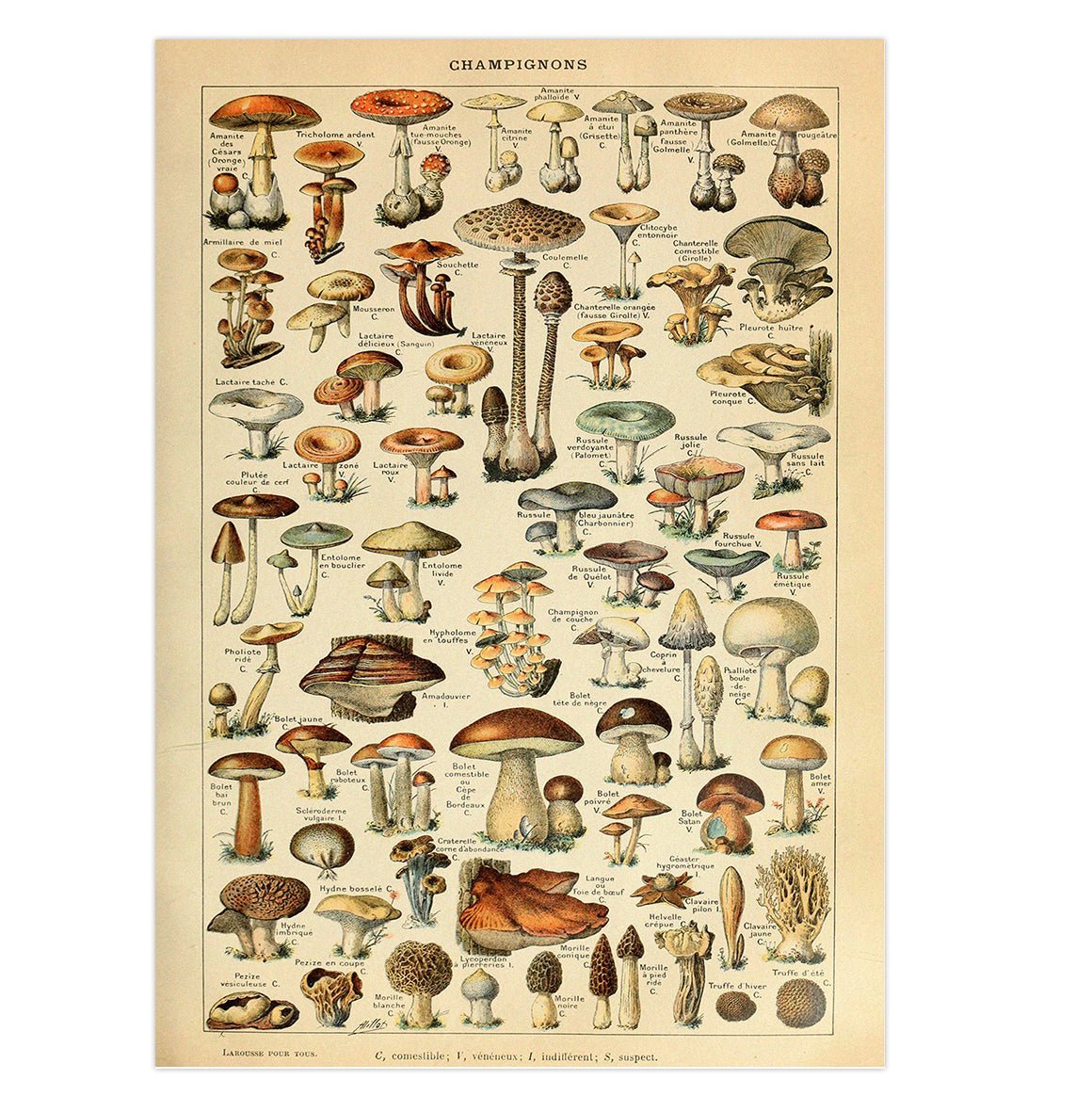 Handmade "Vintage Fungi Illustration" Poster | High - Quality Print | Repositionable Adhesive - Pasquín Store