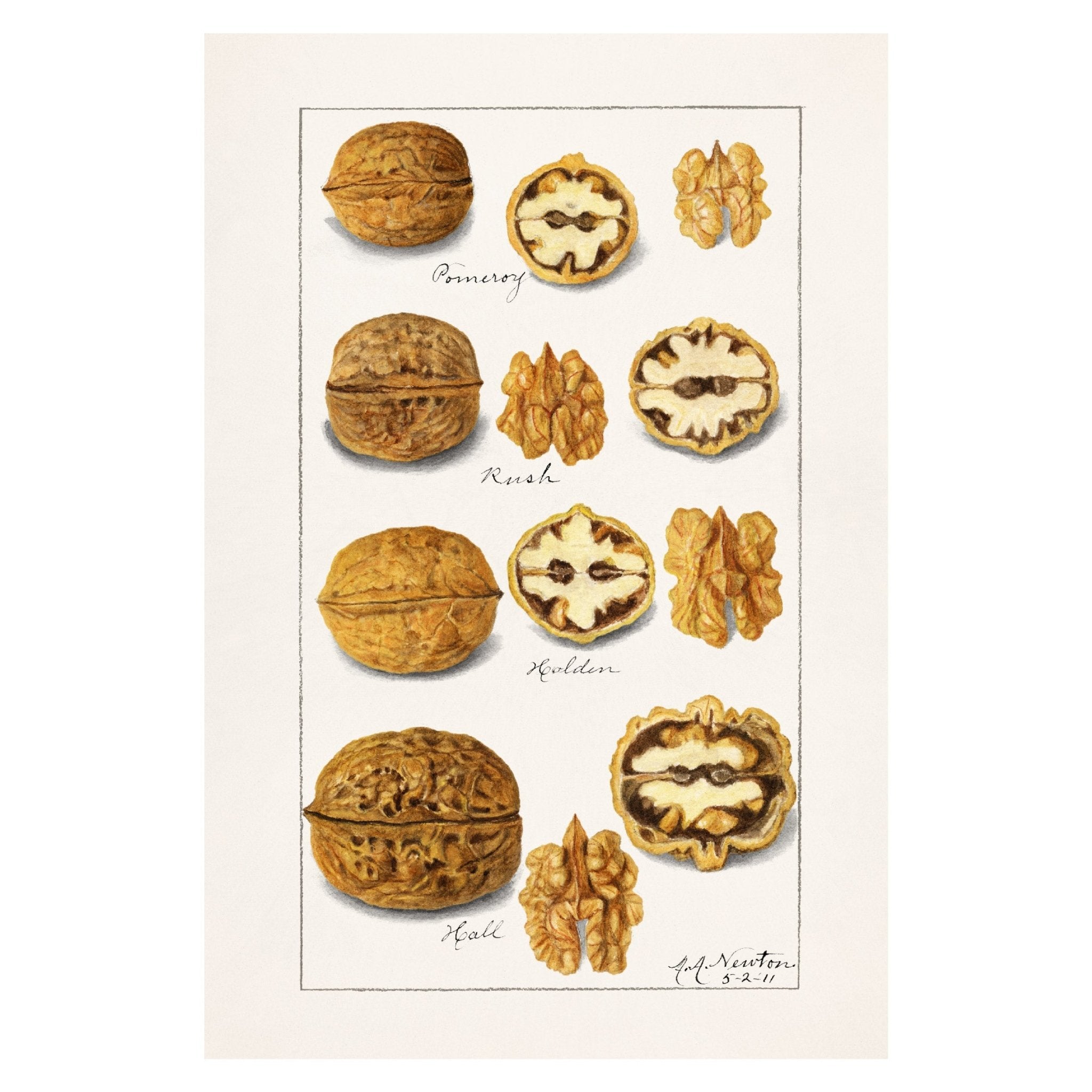 Handmade "Walnut Varieties (1921)" by Almira Newton Poster | High - Quality Print | Repositionable Adhesive - Pasquín Store