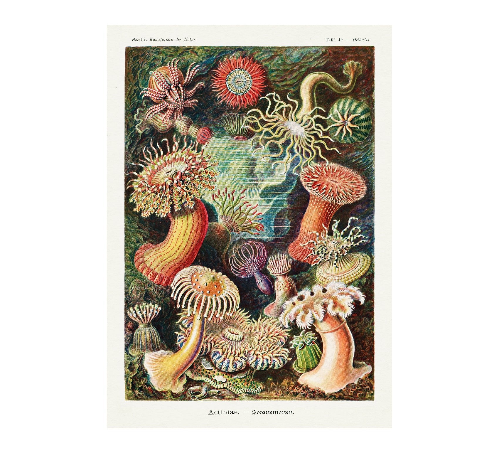 High - Quality Fabric Adhesive Poster - Sea Anemones by Ernst Haeckel - Pasquín Store