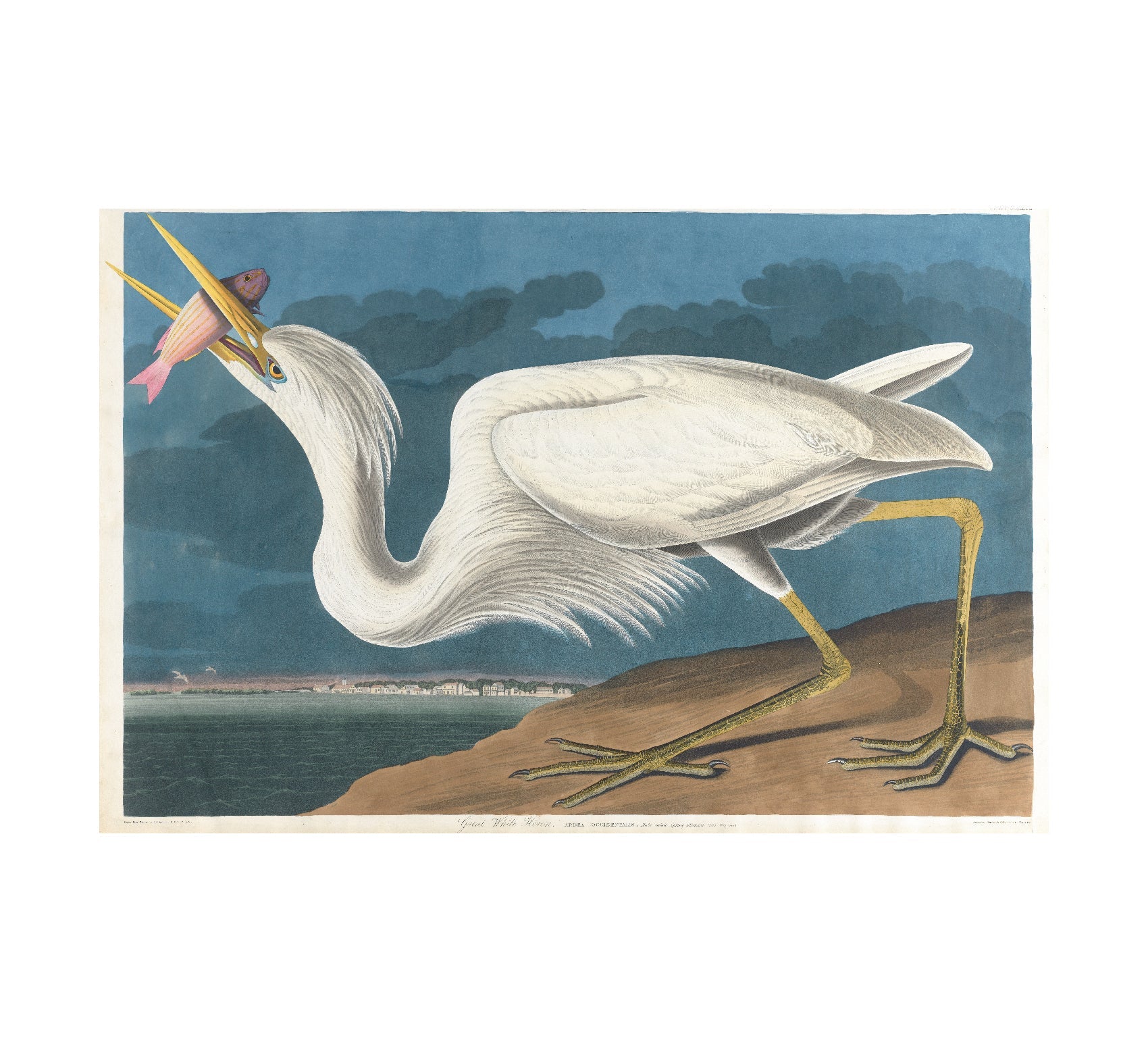 High - Quality Repositionable Adhesive Poster: Great White Heron - Pasquín Store