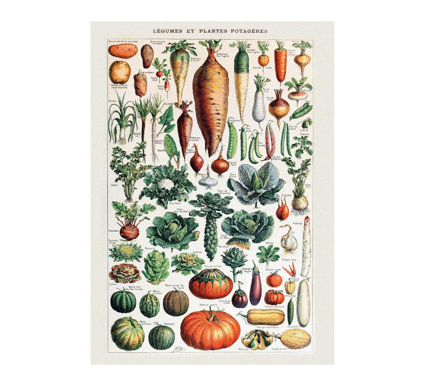 Legumes et Plantes by Adolph Millot - Repositionable Adhesive Poster - Pasquín Store