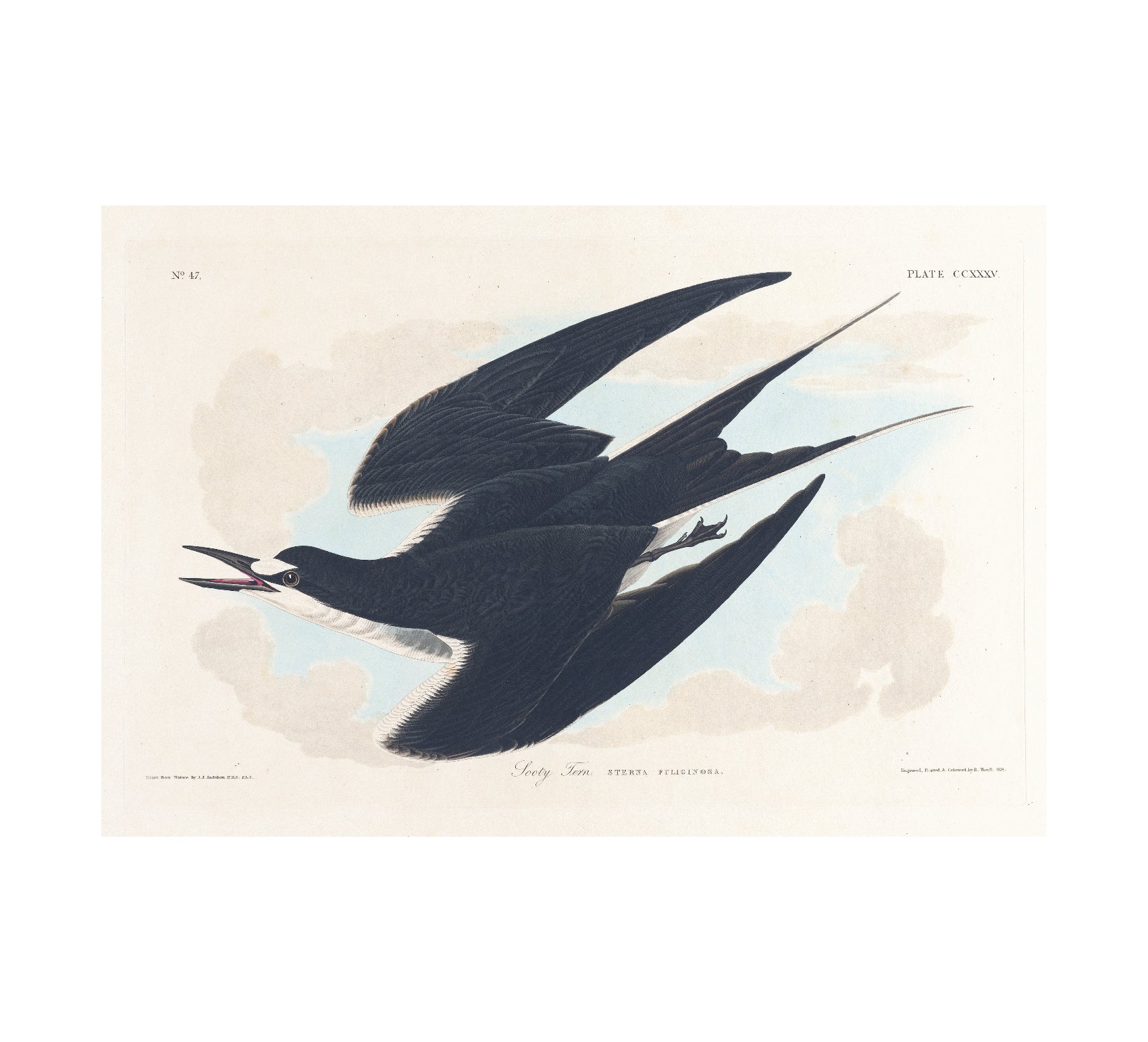 Limited Edition Sooty Tern Adhesive Poster - High - Quality Print - Pasquín Store