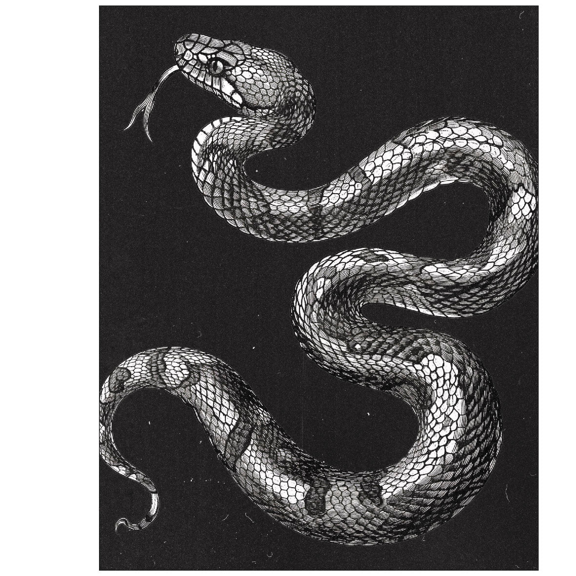 Monochrome Snake Reusable Peel - and - Stick Poster - Pasquín