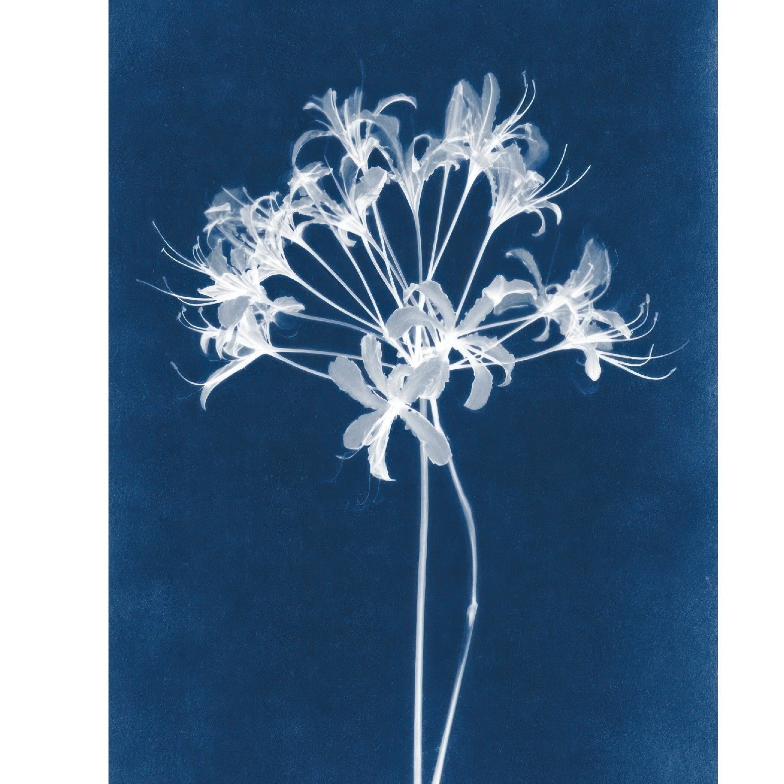 “Spider Lily botanical photogram" - Reusable Peel - and - Stick Poster - Pasquín